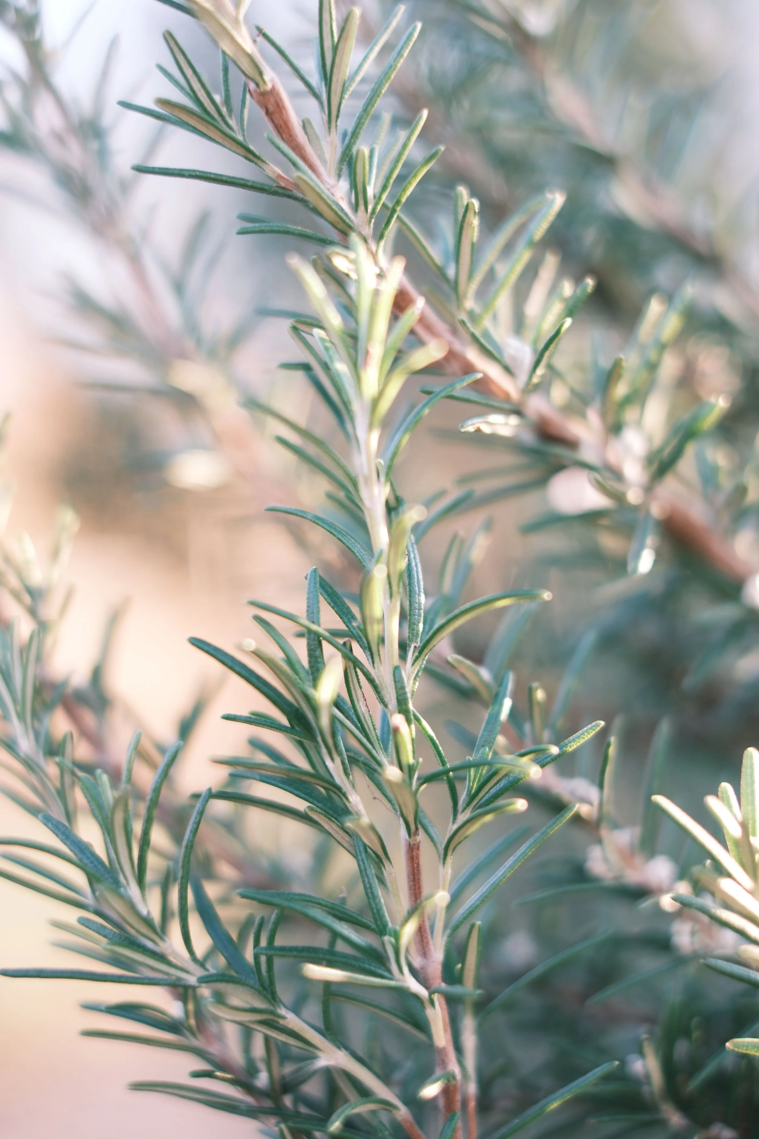Close-up of green rosemary plant with needle-like leaves and woody stems.