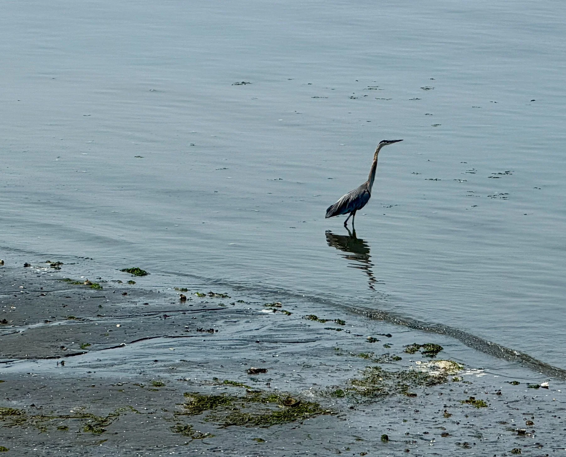 A heron standing in shallow water near the shoreline, with aquatic vegetation and debris floating on the surface.