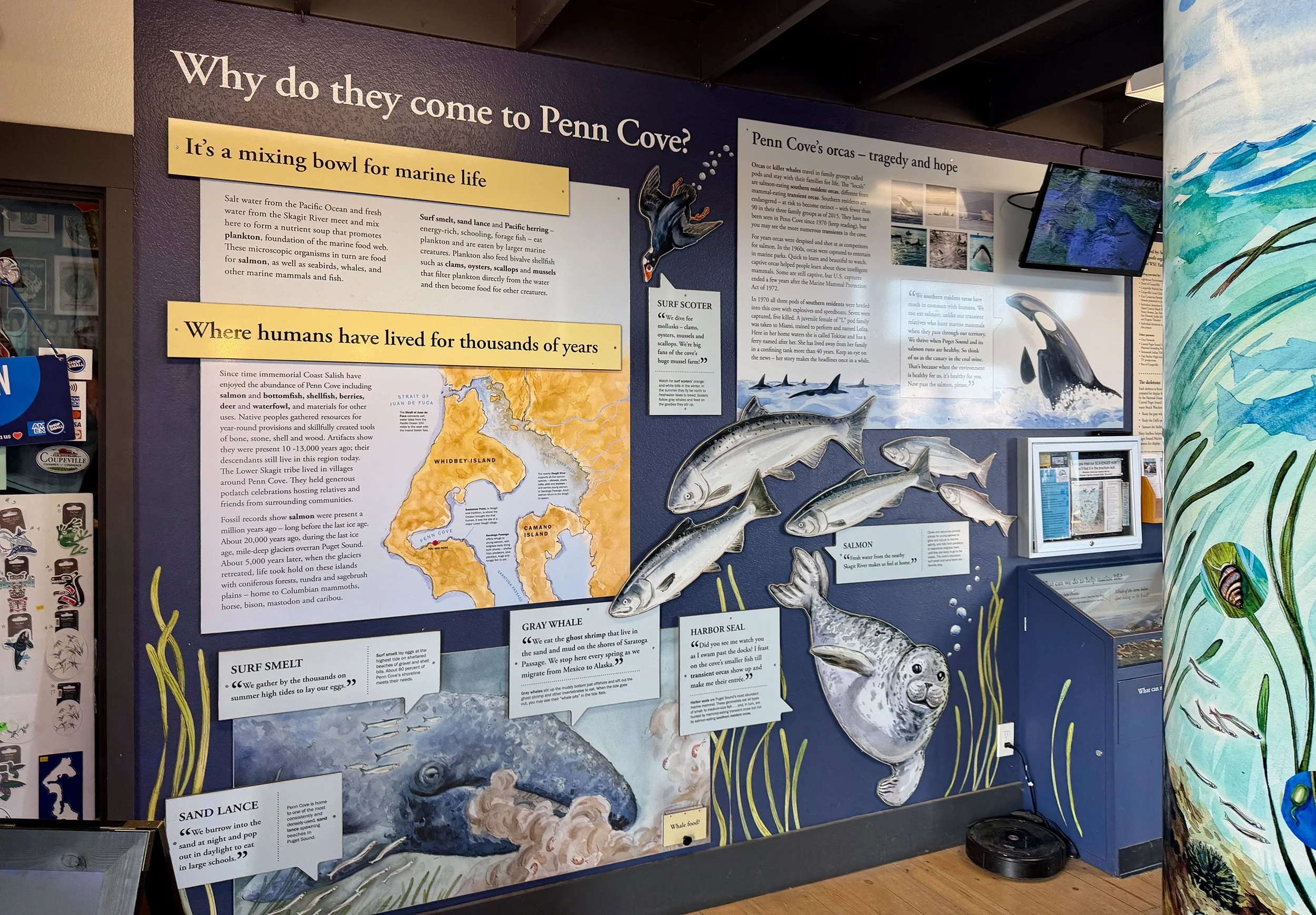 Exhibit wall at Penn Cove showcasing information about marine life, including illustrations of fish, whales, and other sea creatures. The display includes text panels discussing why marine animals come to Penn Cove, their importance, and historical c