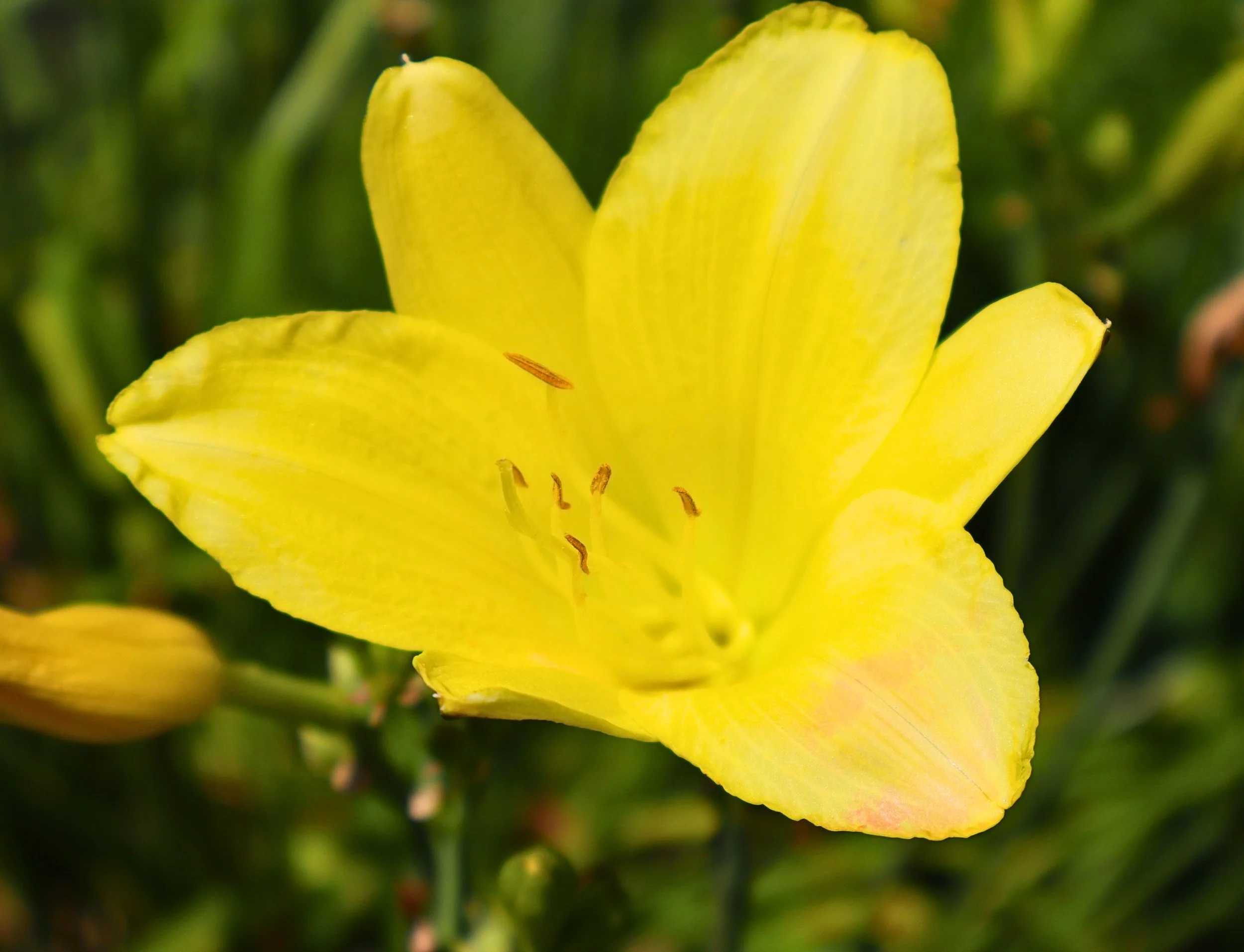 The Flower Project