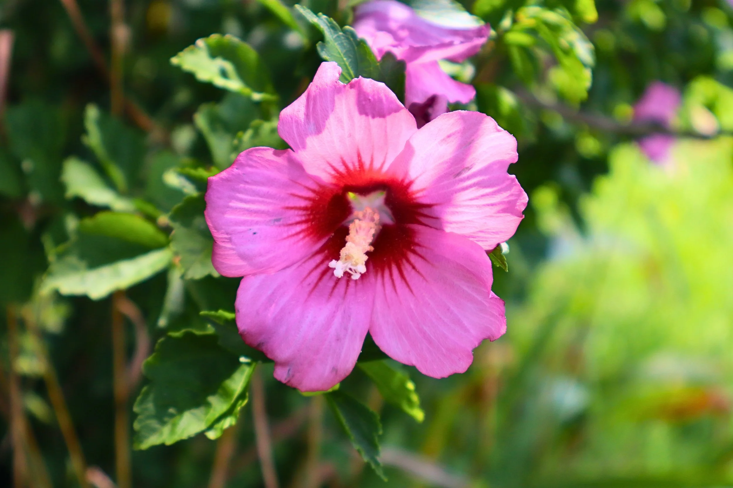 A pink flower with a dark red center and green leaves surrounding it, set against a blurred green background.
