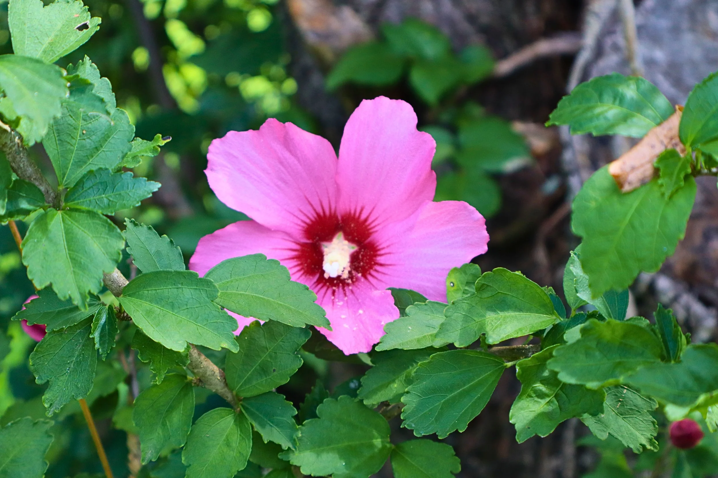 A pink hibiscus flower with a dark red center surrounded by green leaves.