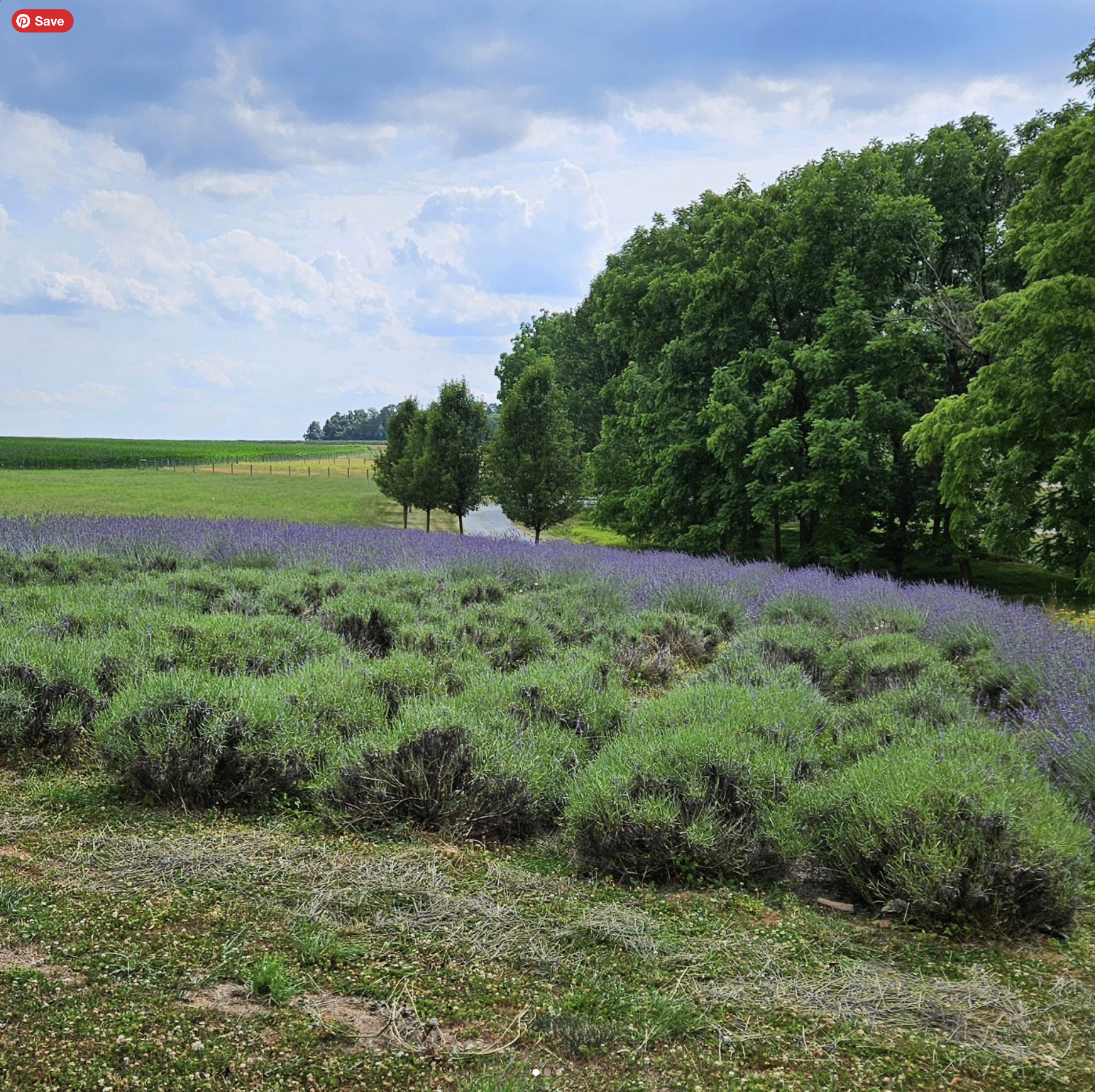 FIELD OF LAVENDER