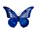 Blue butterfly on a green background