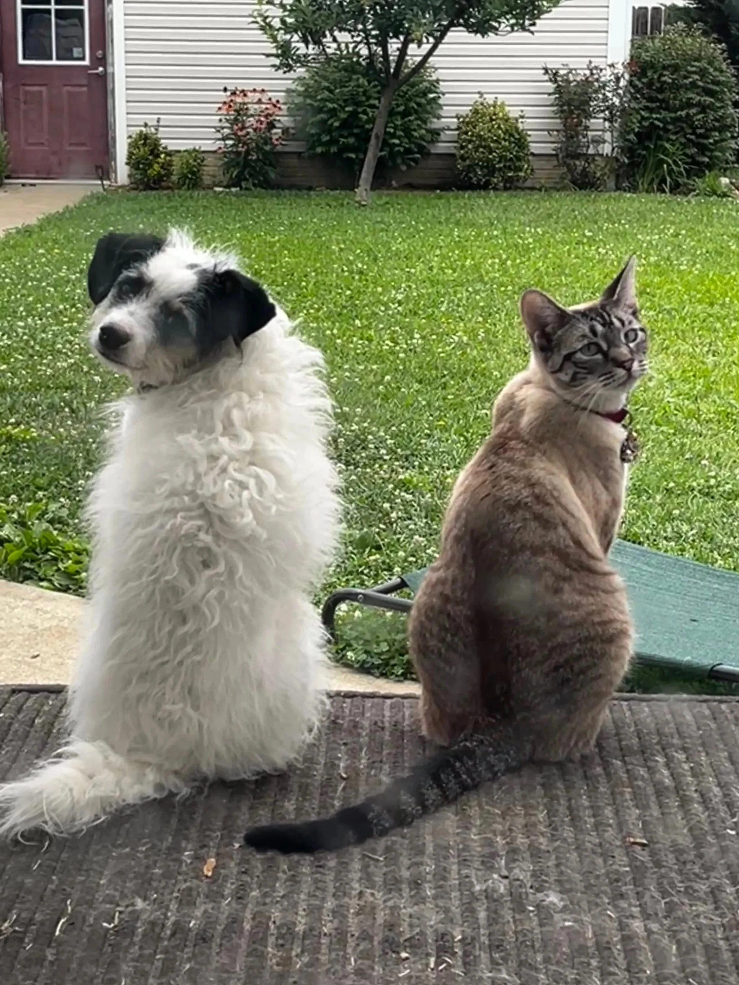 A black and white fluffy dog sitting on a porch next to a brown tabby cat with a collar, both looking outward with a house, bushes, and a tree in the background.