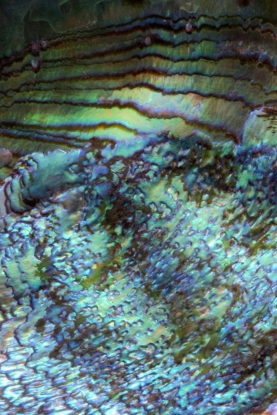 Close-up of an iridescent, colorful shell with layered, textured surface.