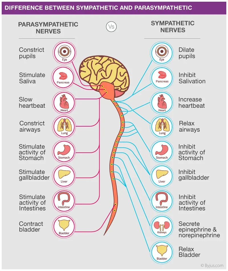 A diagram illustrating the differences between sympathetic and parasympathetic nerves in the human body, showing their effects on various organs like the eye, pancreas, heart, lungs, stomach, liver, intestines, kidneys, and bladder.
