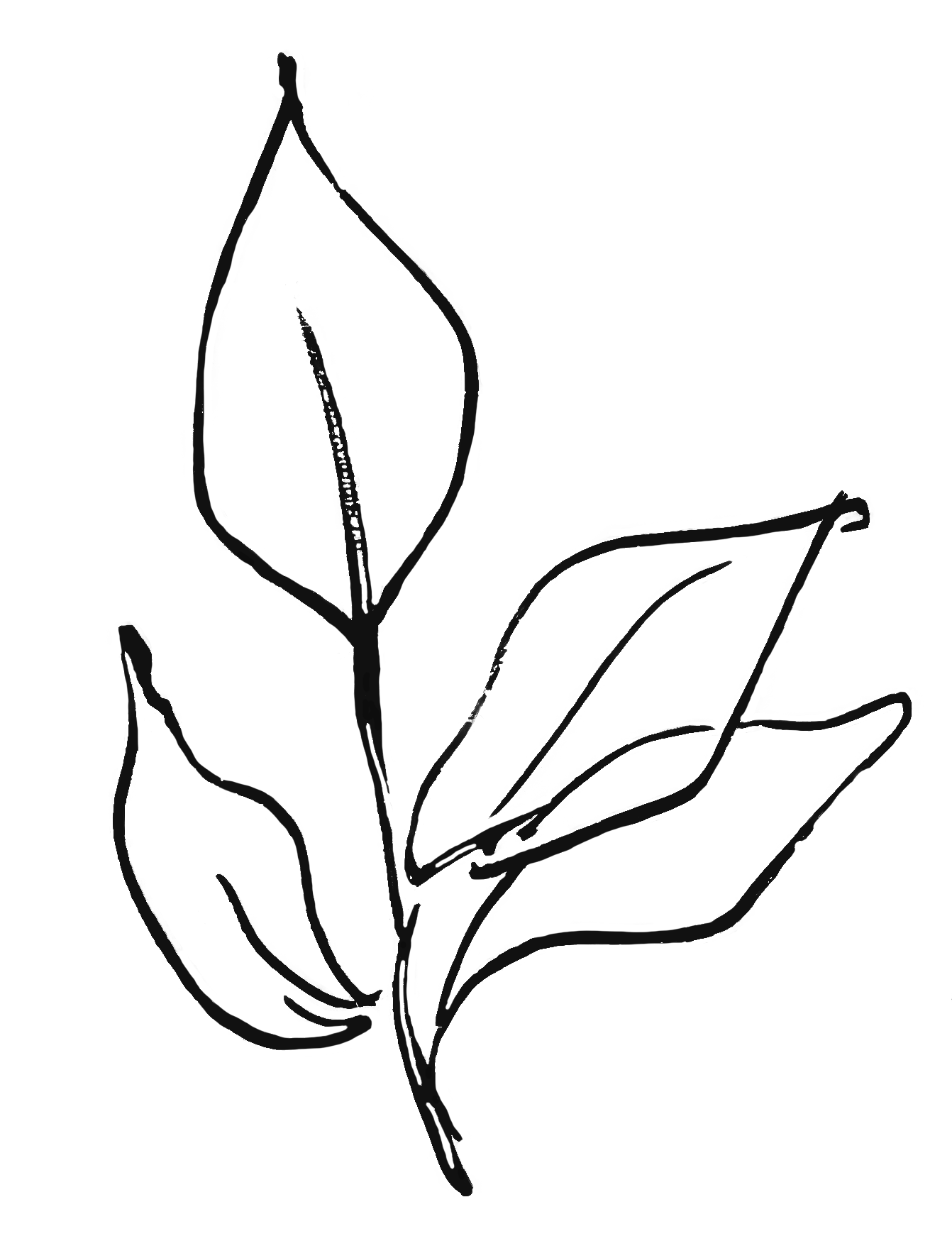 A black and white outline drawing of a flowering plant with leaves and a single flower bloom.