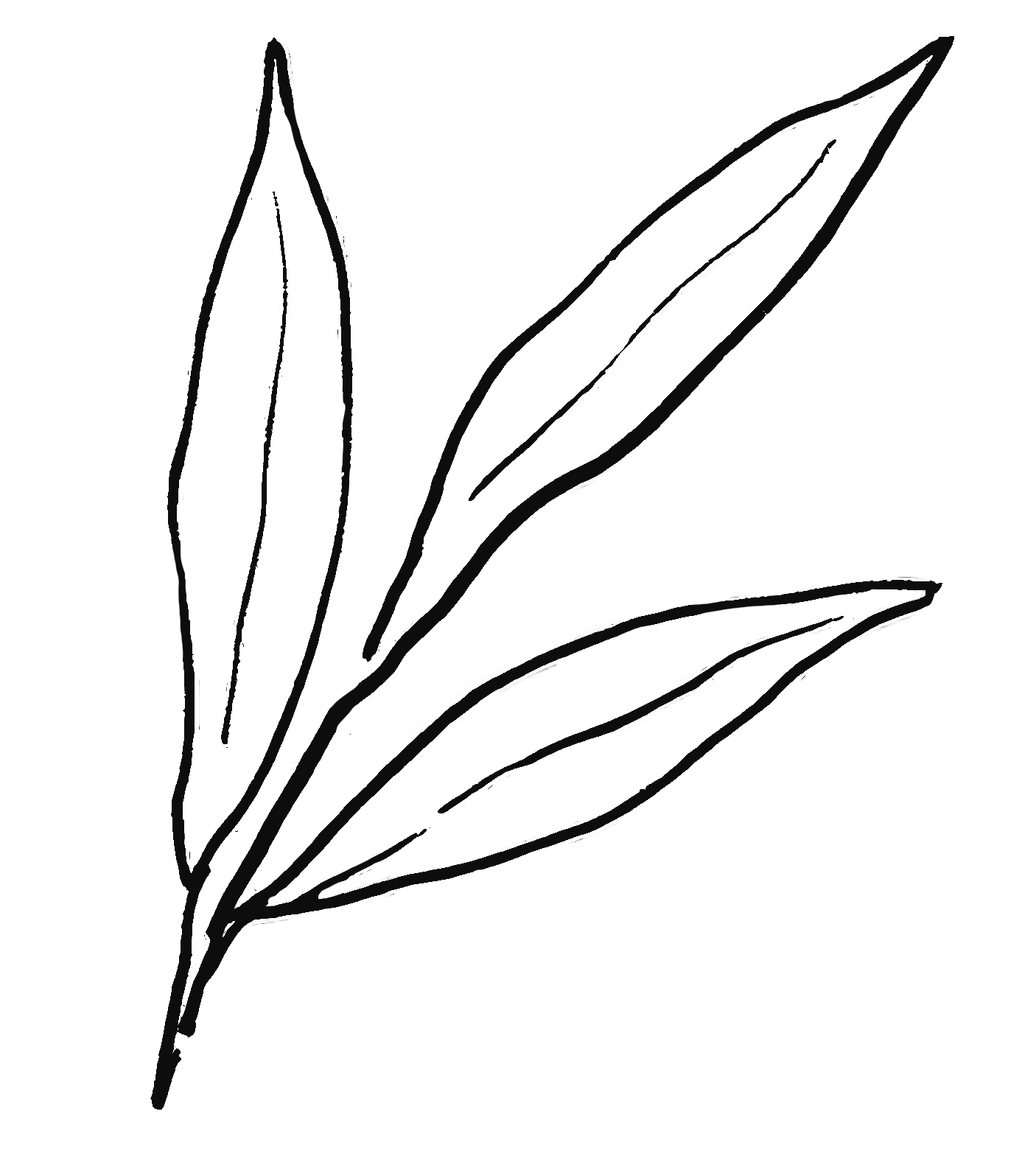 Outline drawing of a plant with long, pointed leaves.