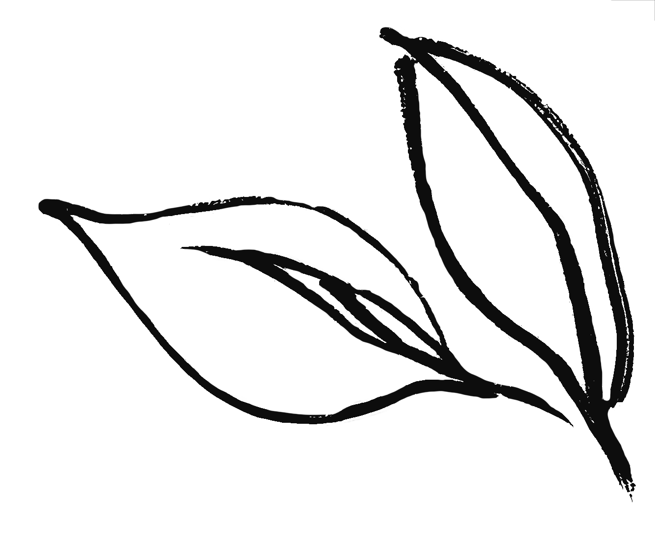 Line drawing of a leaf with two smaller leaves on a stem.
