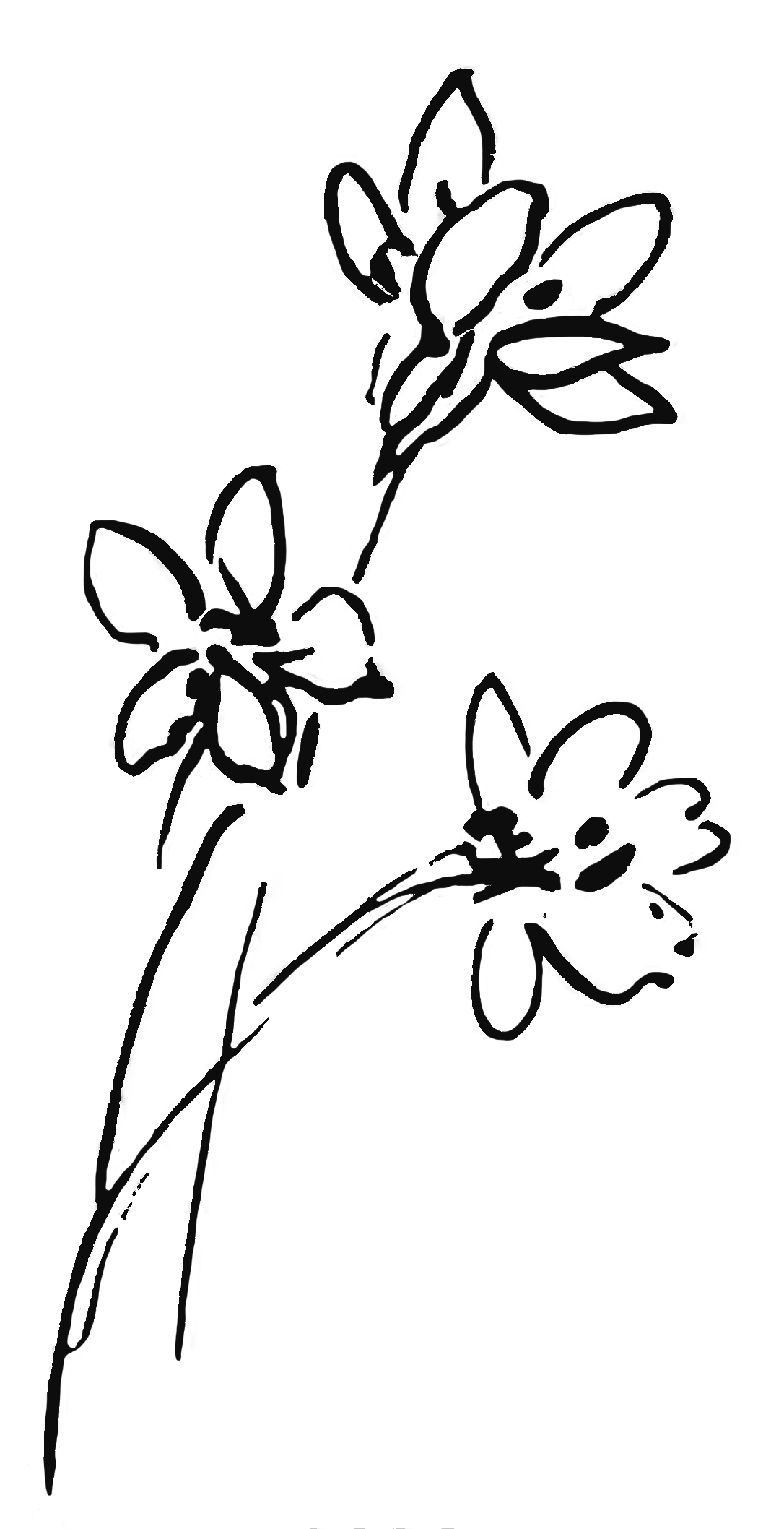 Line drawing of a flower with multiple blooms and leaves on a single stem.