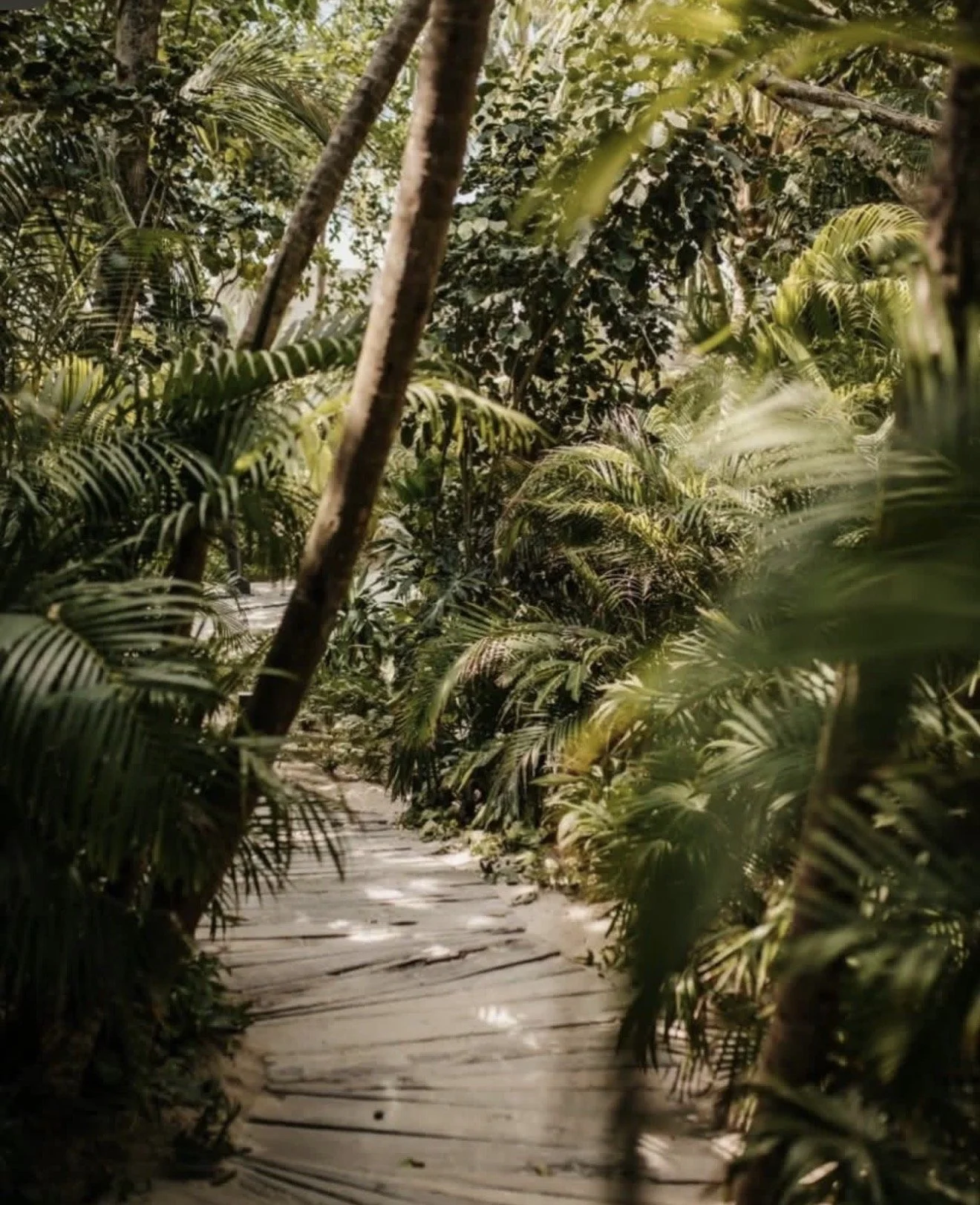 A wooden pathway through dense tropical jungle with green foliage and tall trees.