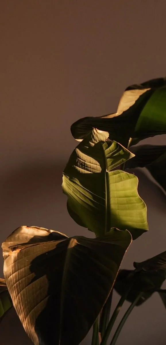Close-up of large green tropical plant leaves with light and shadow contrasts.