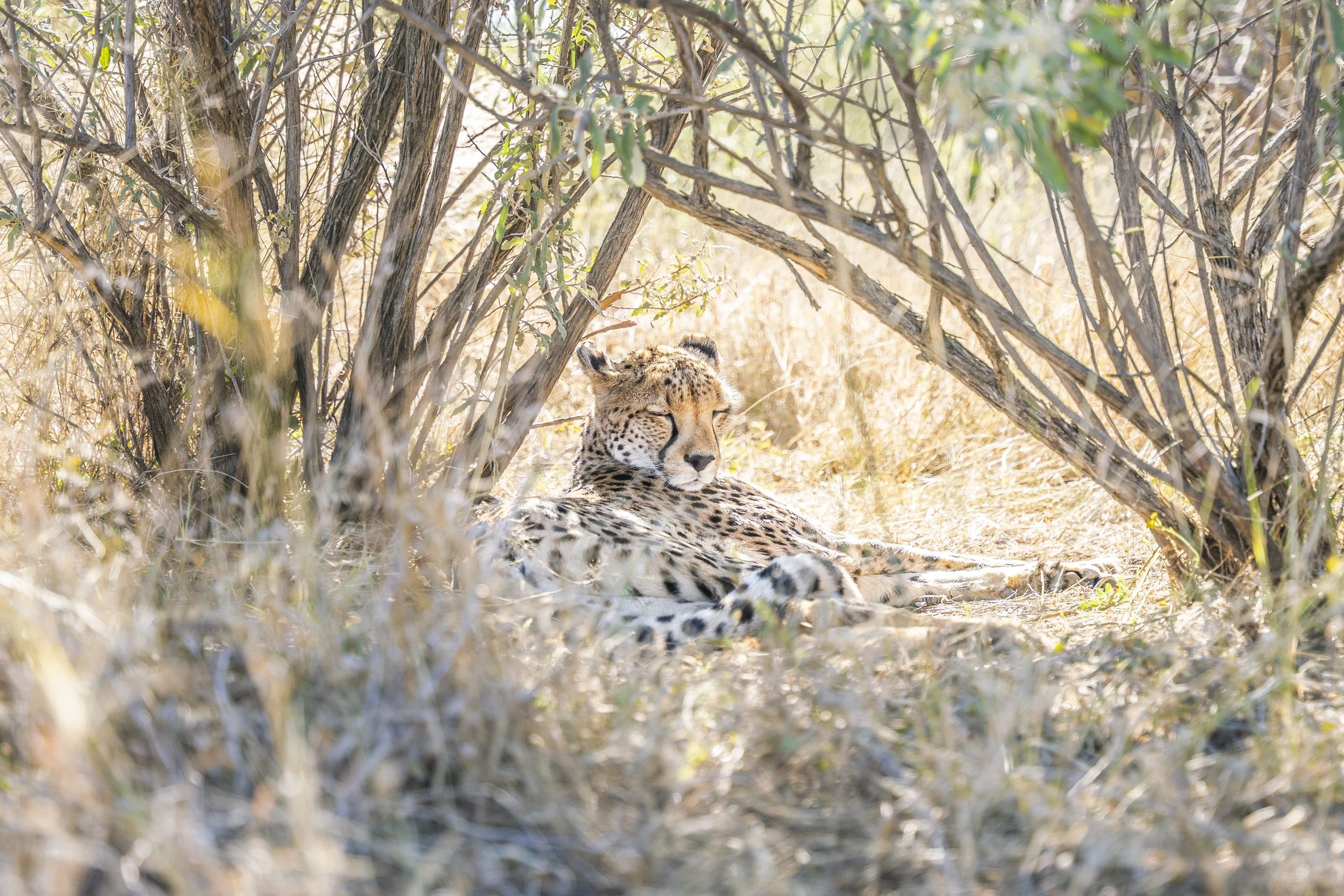 01 Cheetah-10.jpg