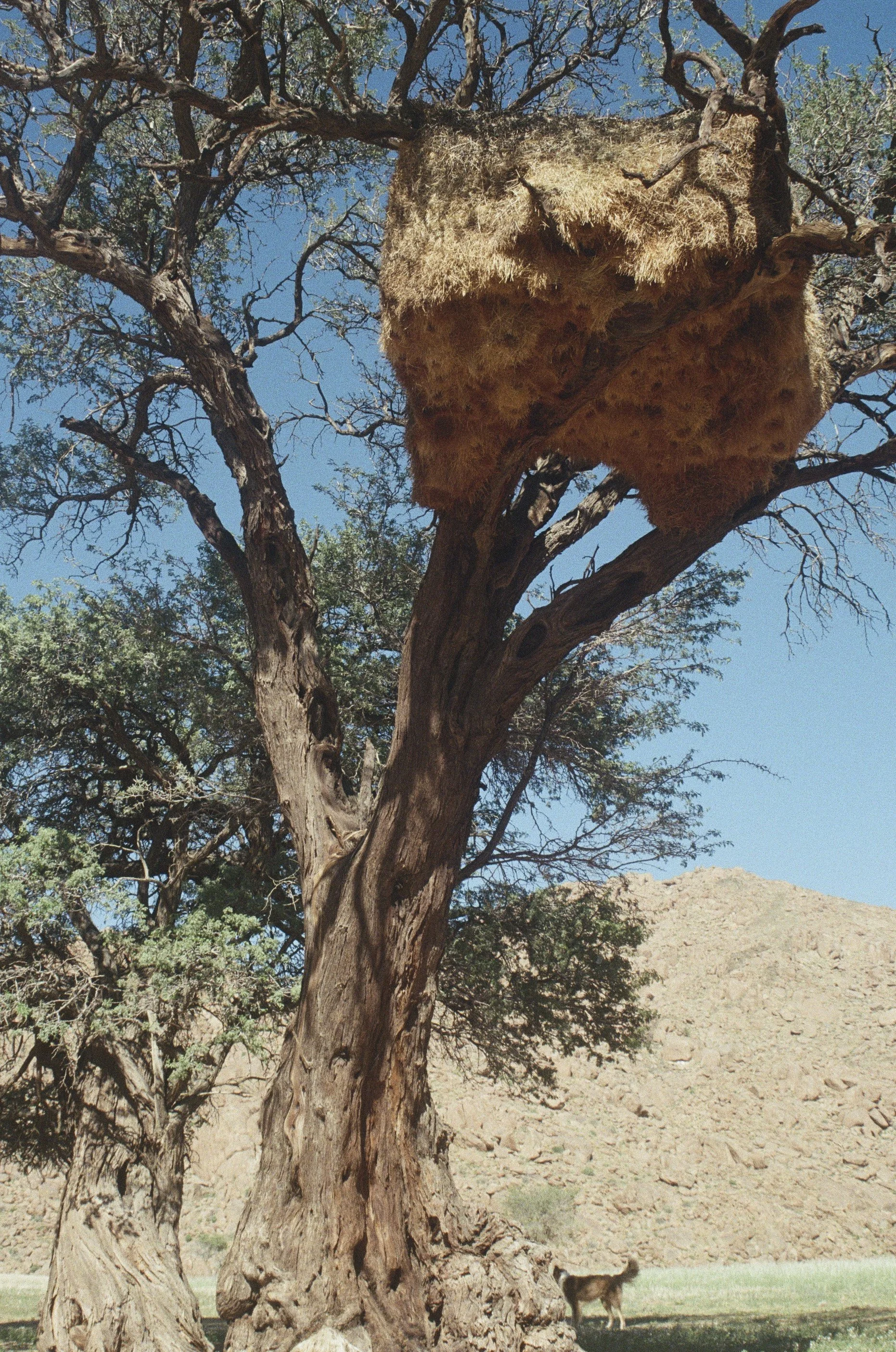 01 Cheetah-320.jpg