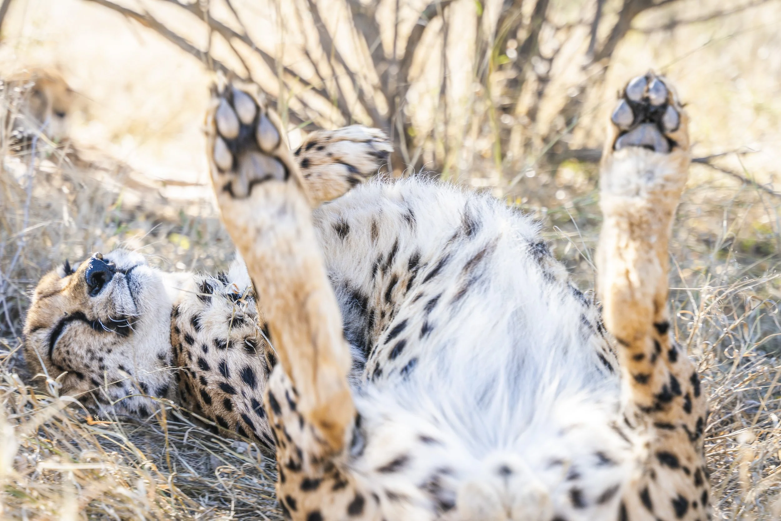 01 Cheetah-15.jpg