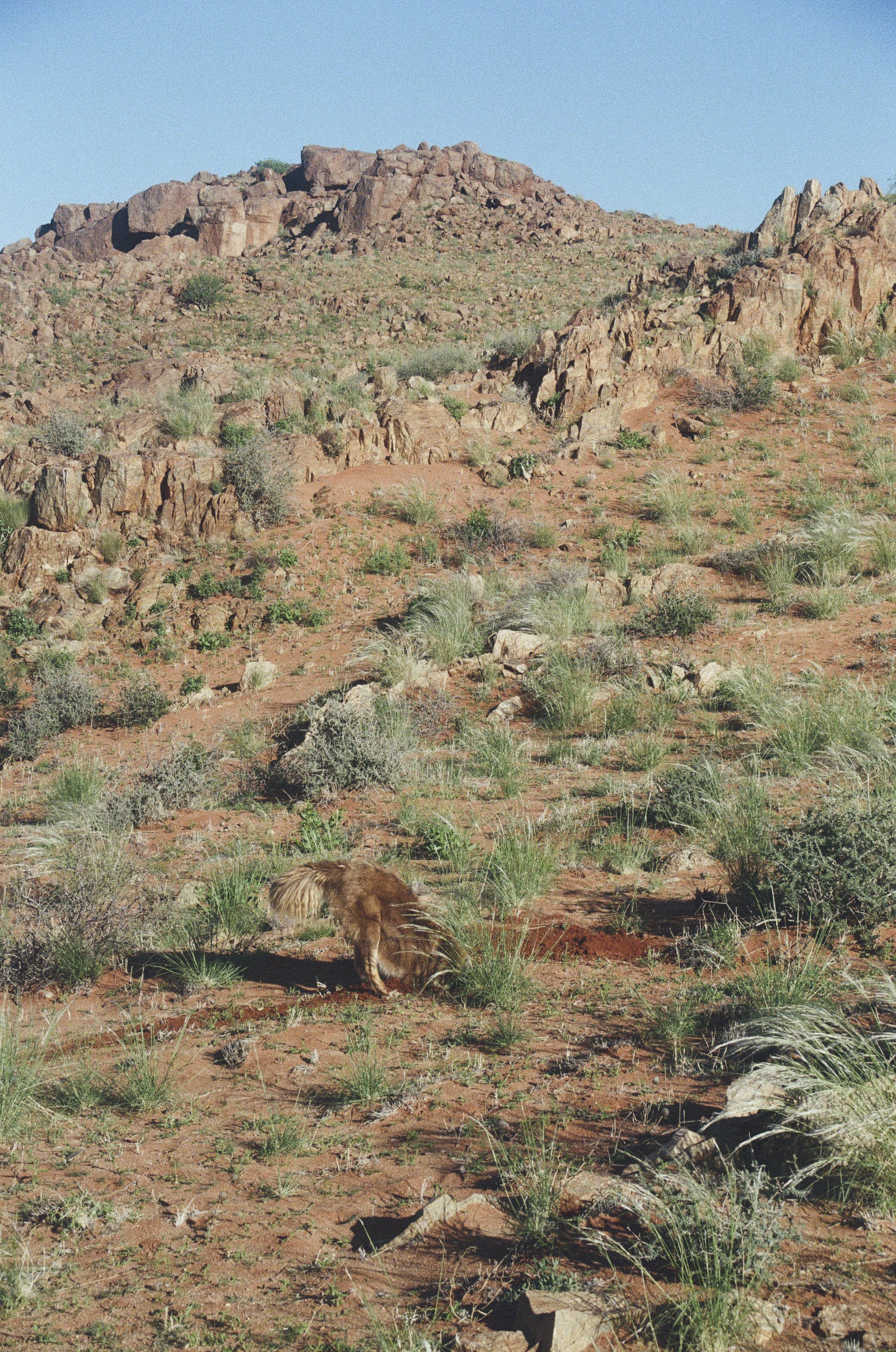 01 Cheetah-324.jpg
