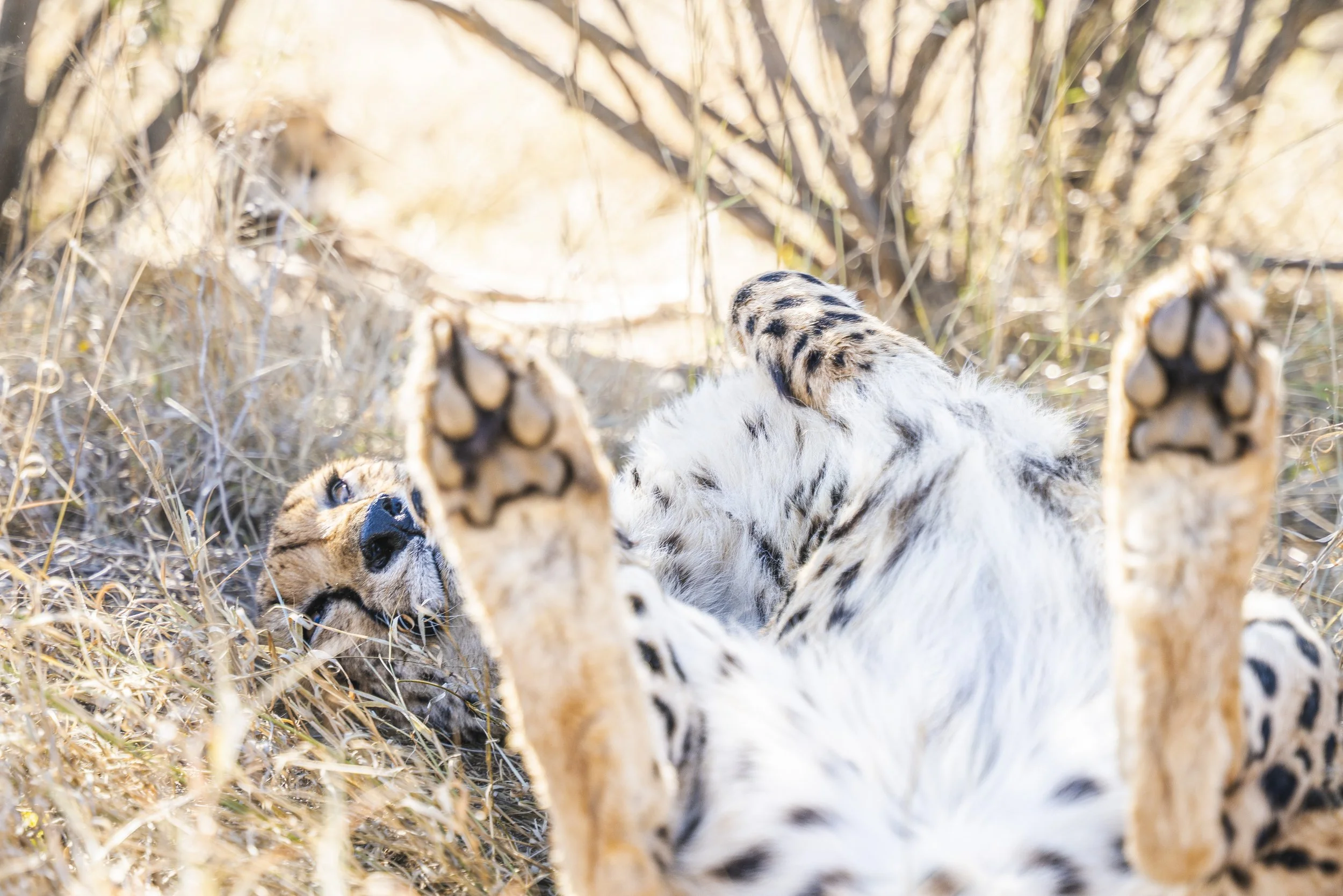 01 Cheetah-14.jpg