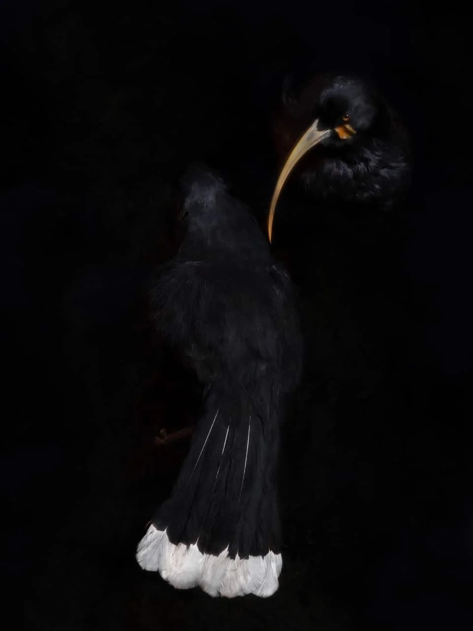 Artist Fiona Pardington