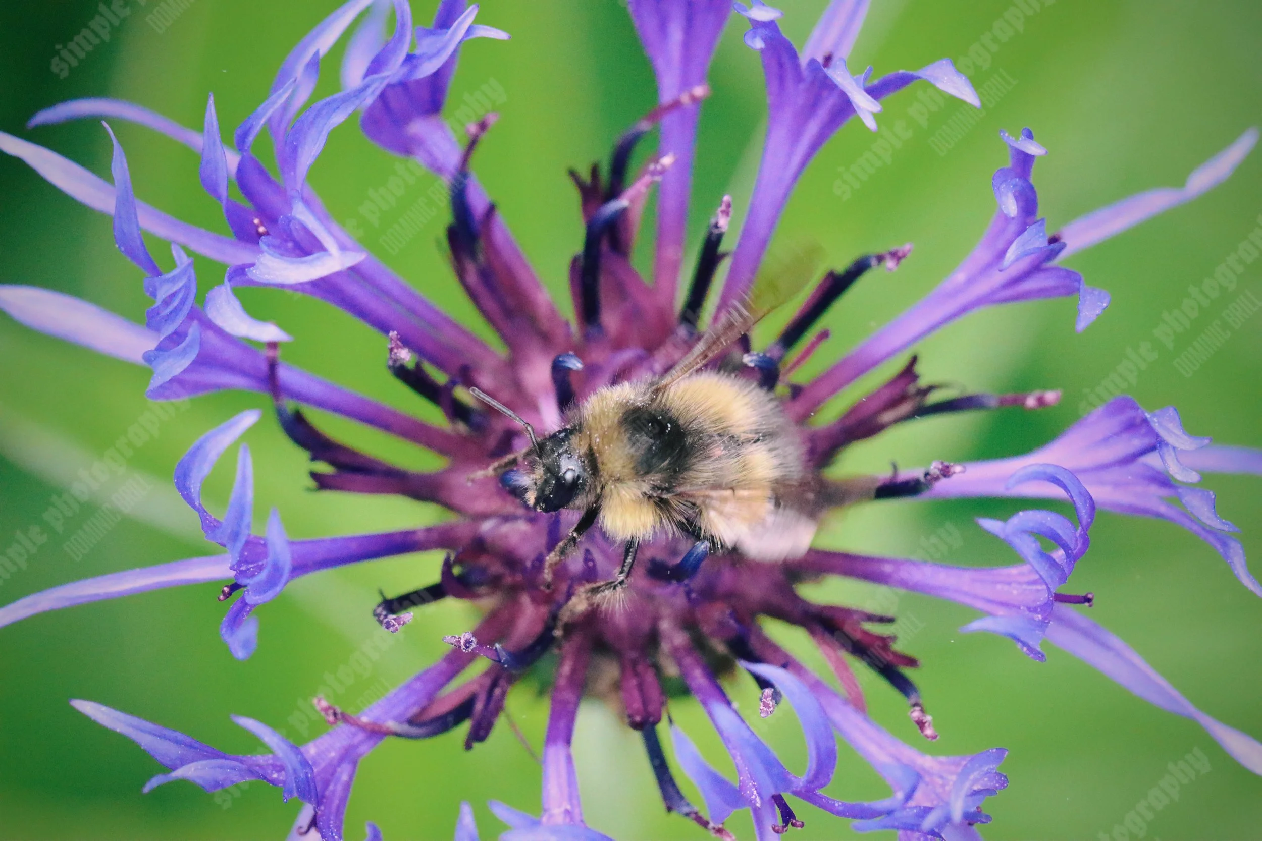 A Buzzing Hum