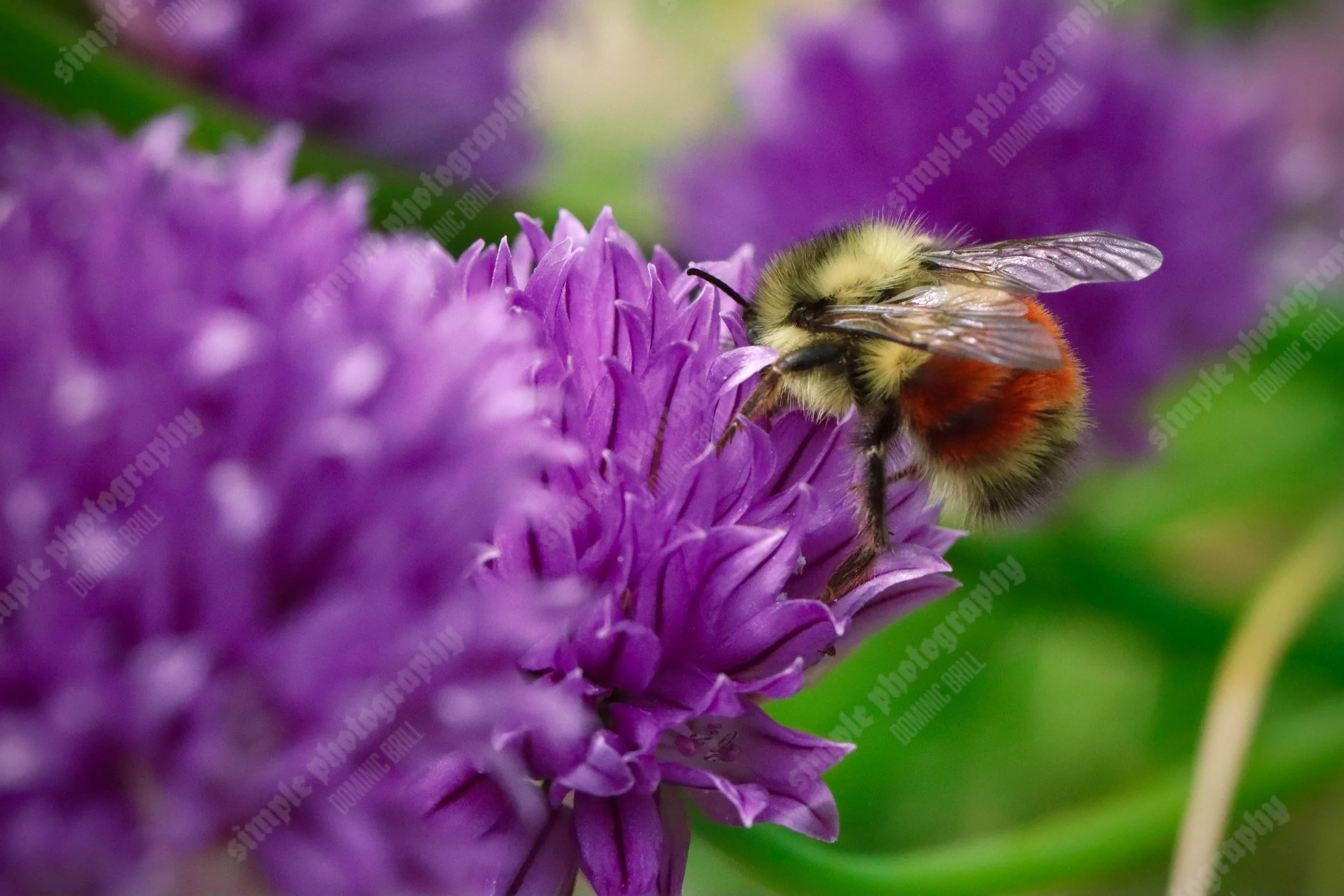 Busy Bee