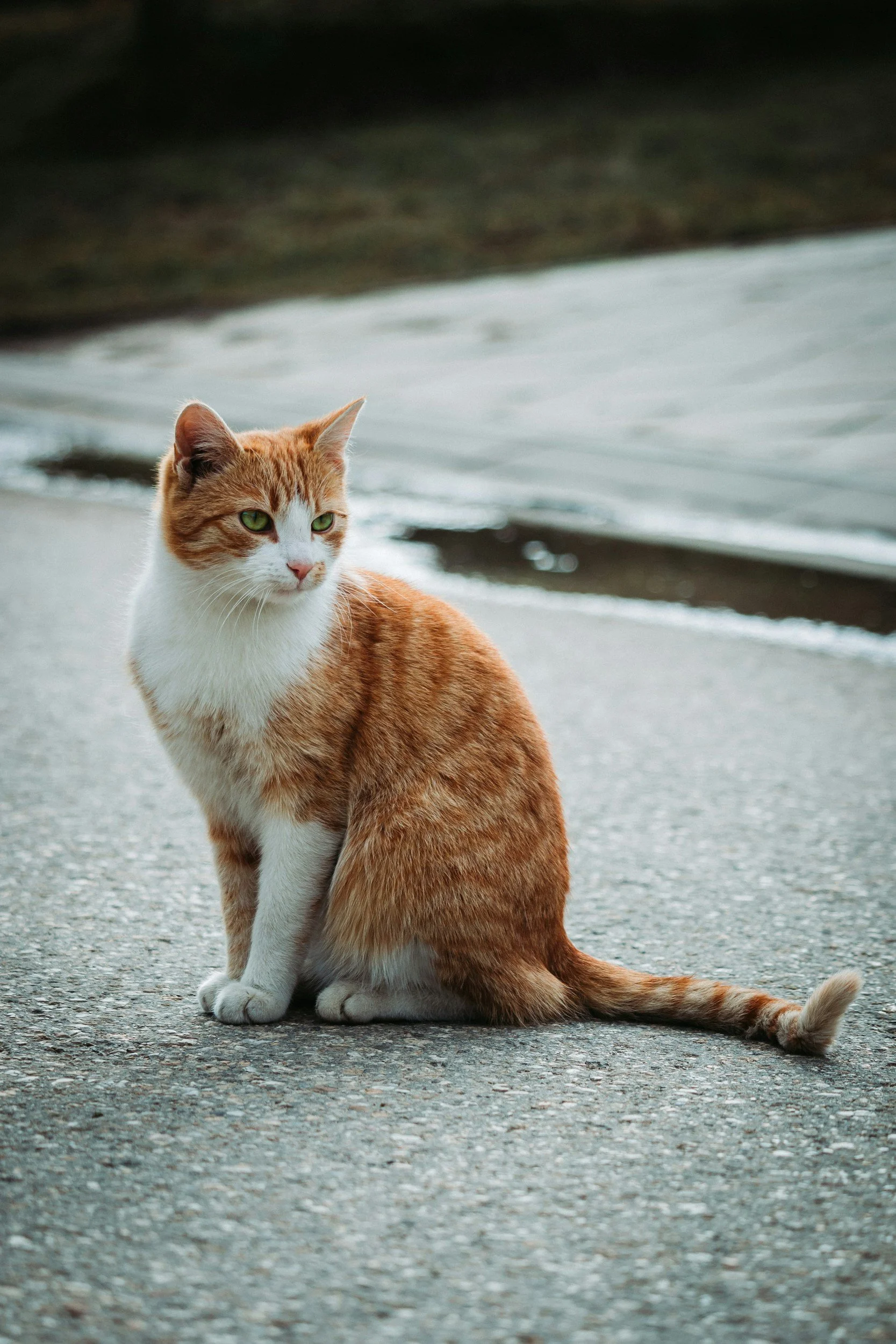Orange and white cat sitting on a paved surface by a body of water, looking to the left with green eyes.