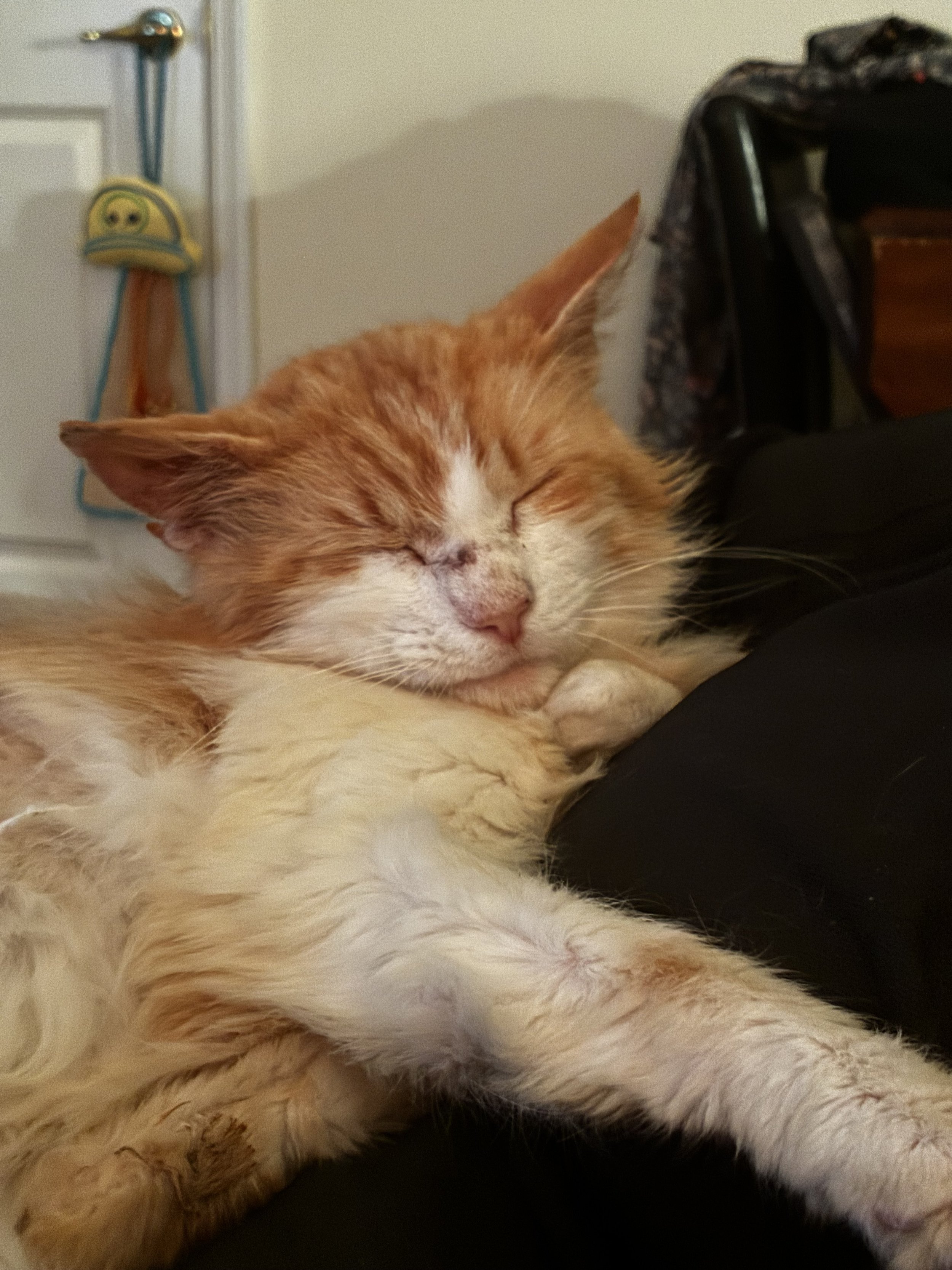 A sleeping orange and white cat curled up with eyes closed, resting its head on its front paws, close to a person's arm. In the background, a white door with a decorative hanging on the handle and a portion of a dark-patterned bag are visible.