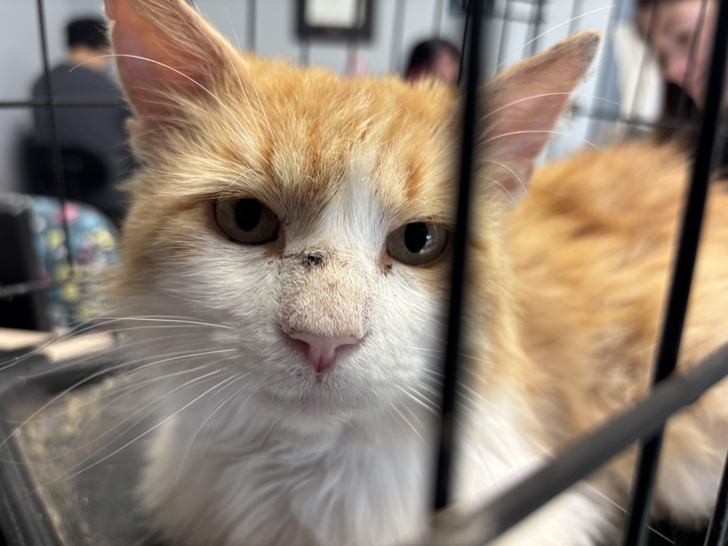Close-up of an orange and white kitten behind black metal bars in a cage, with shimmering eyes and pink nose.