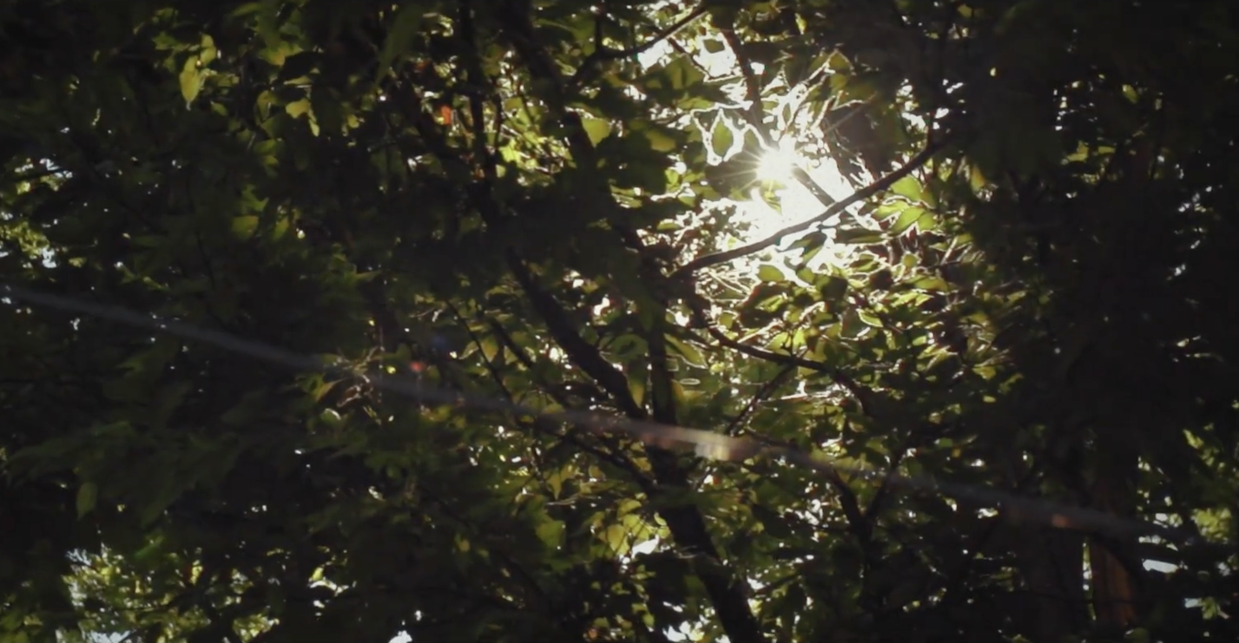 Sunlight filtering through dense tree leaves during the daytime.