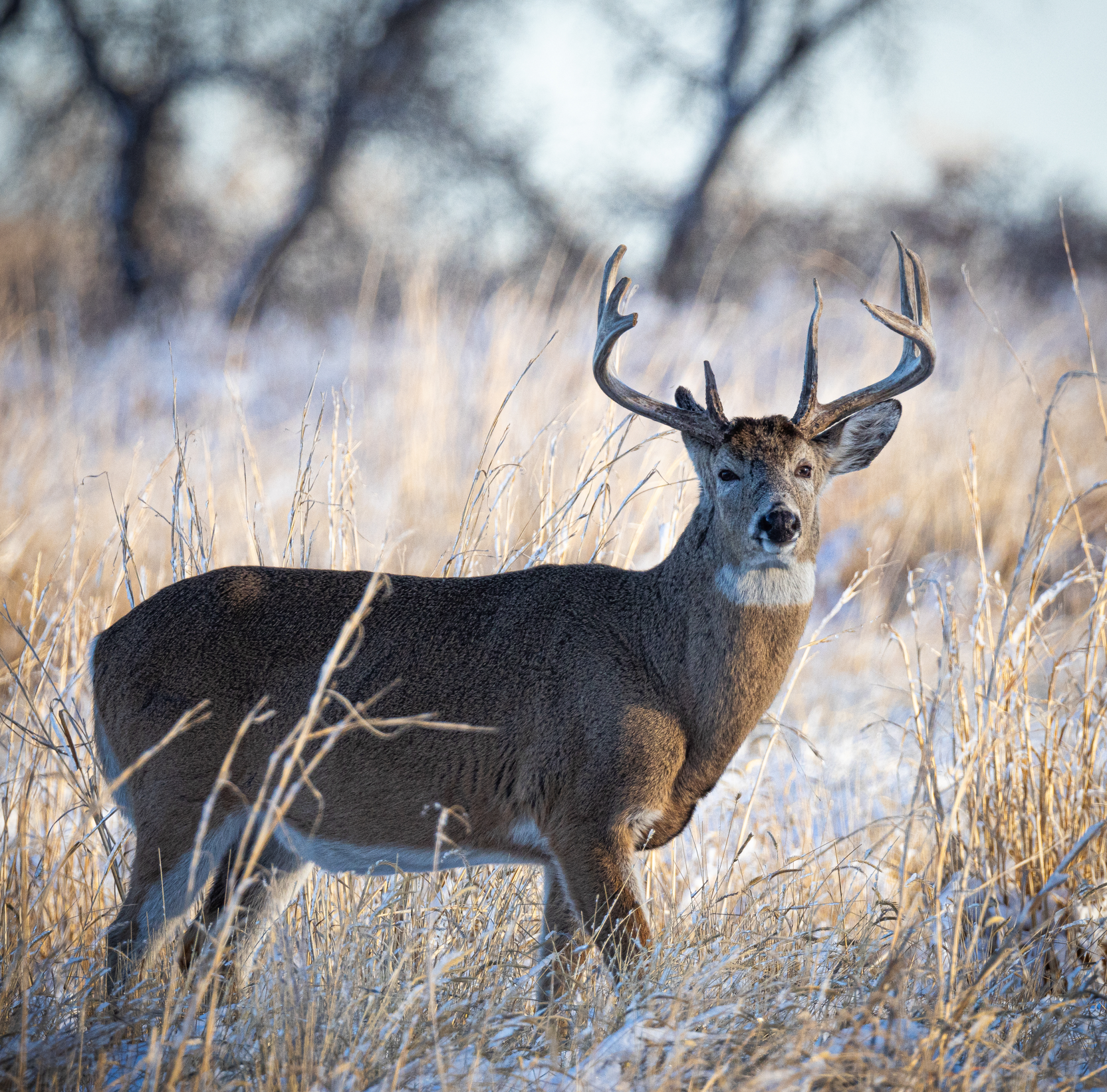 WINTER WHITETAIL