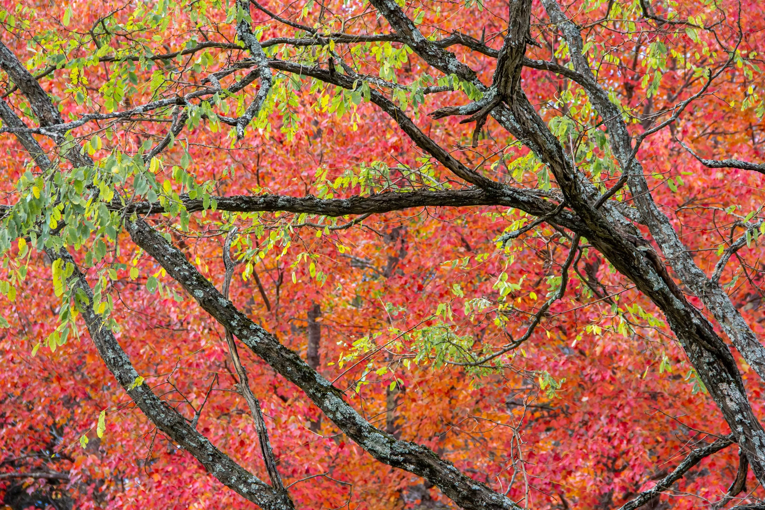 Photographing Autumn Trees