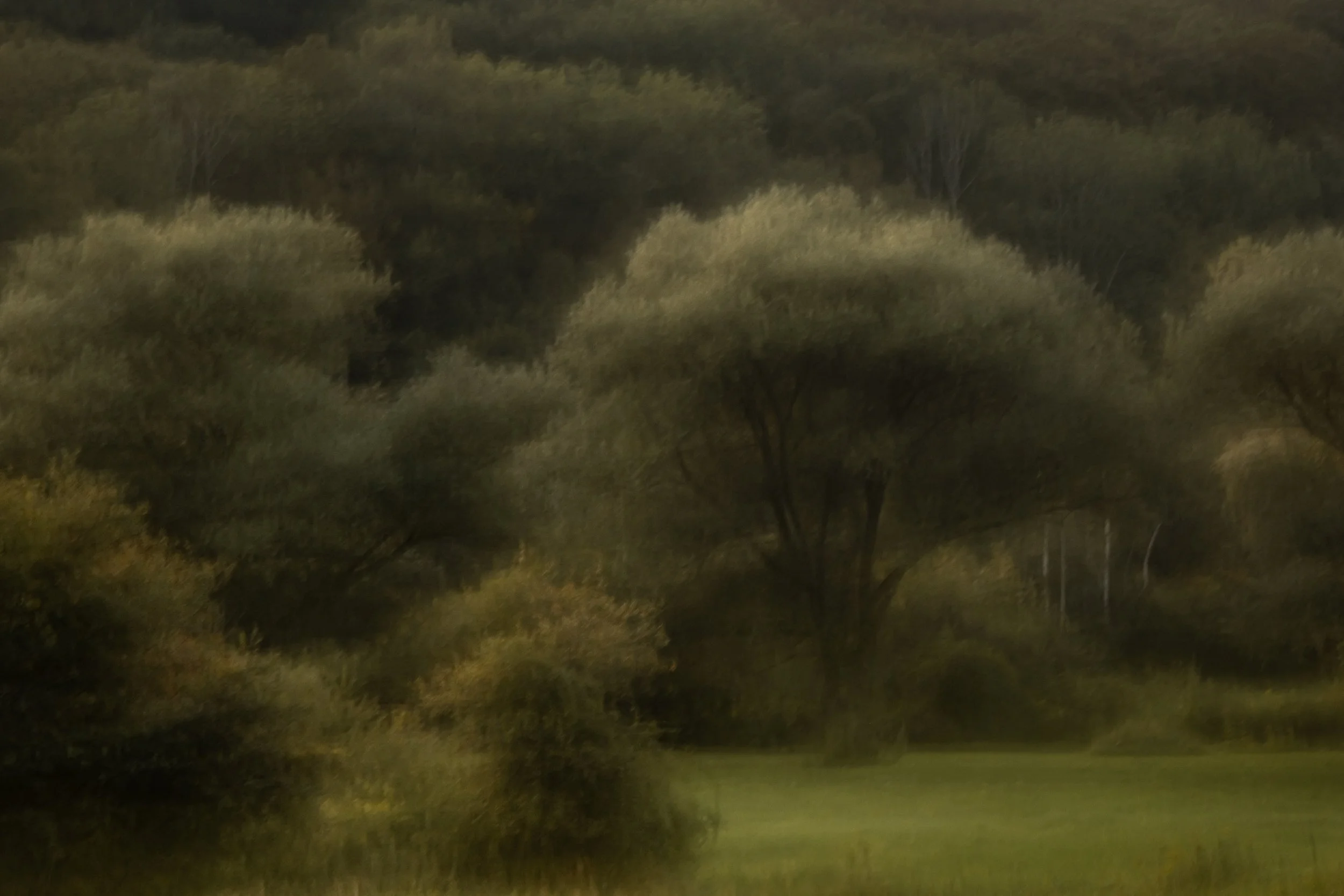 Among Trees