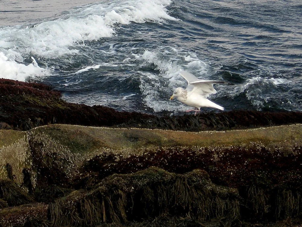 Hughes_Gull.jpg