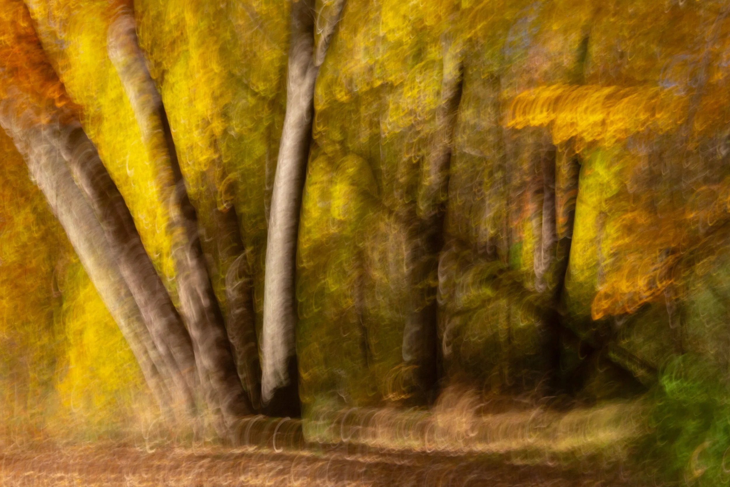 Beeches and Oaks.jpg