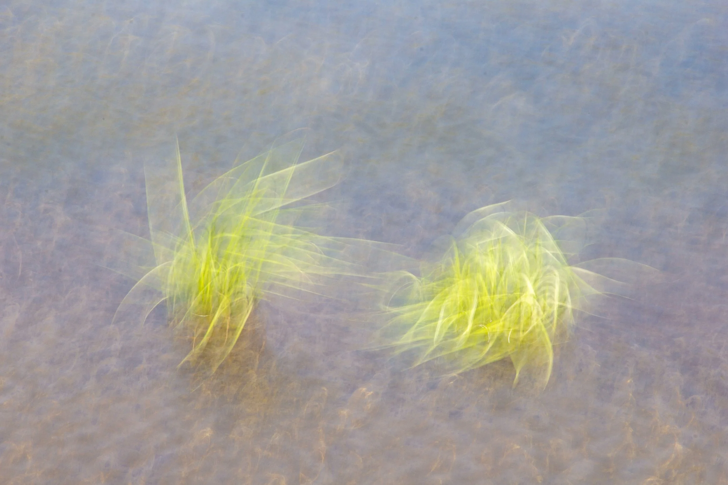 pond grass.jpg