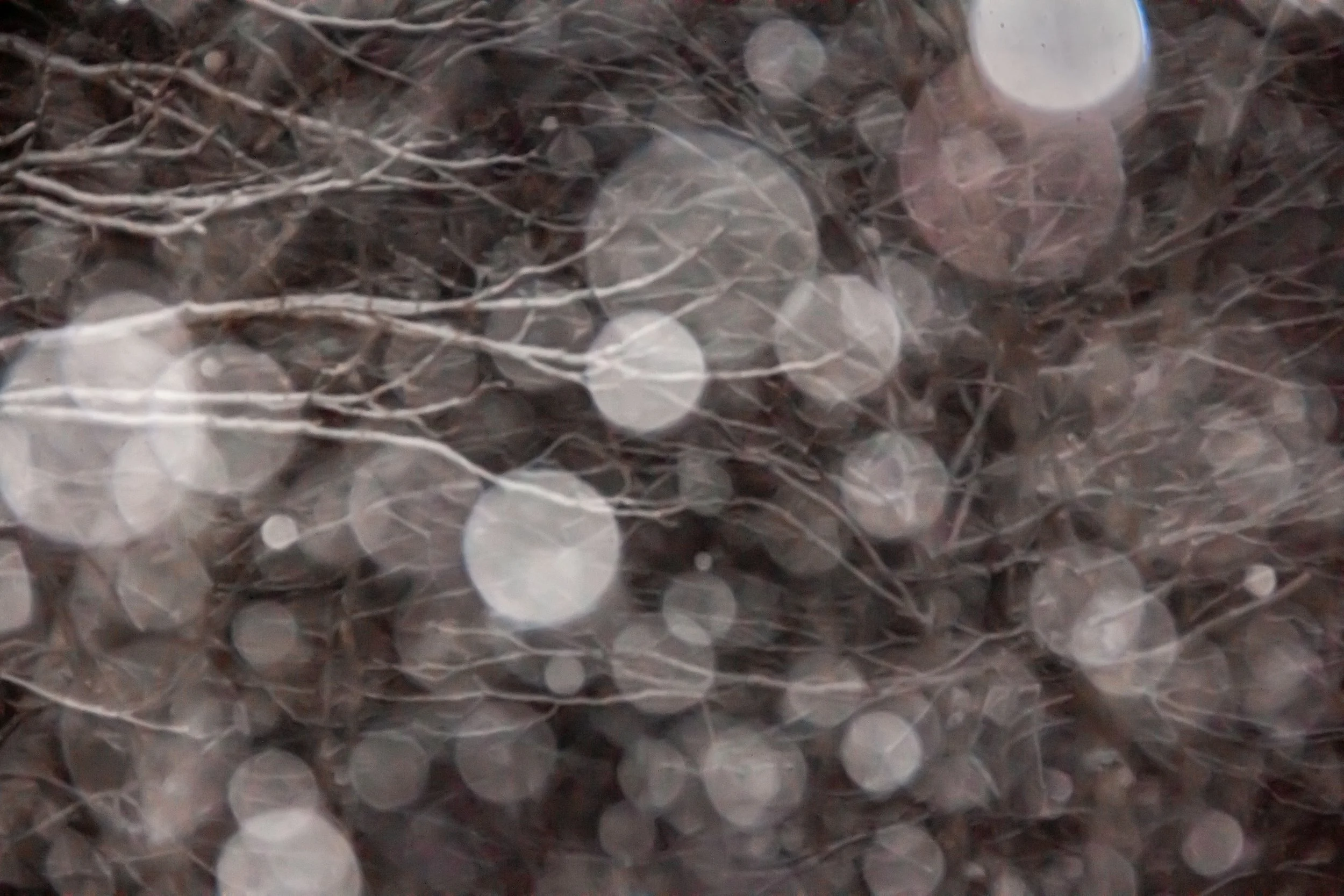 Tree Branch in a Blizzard at Night