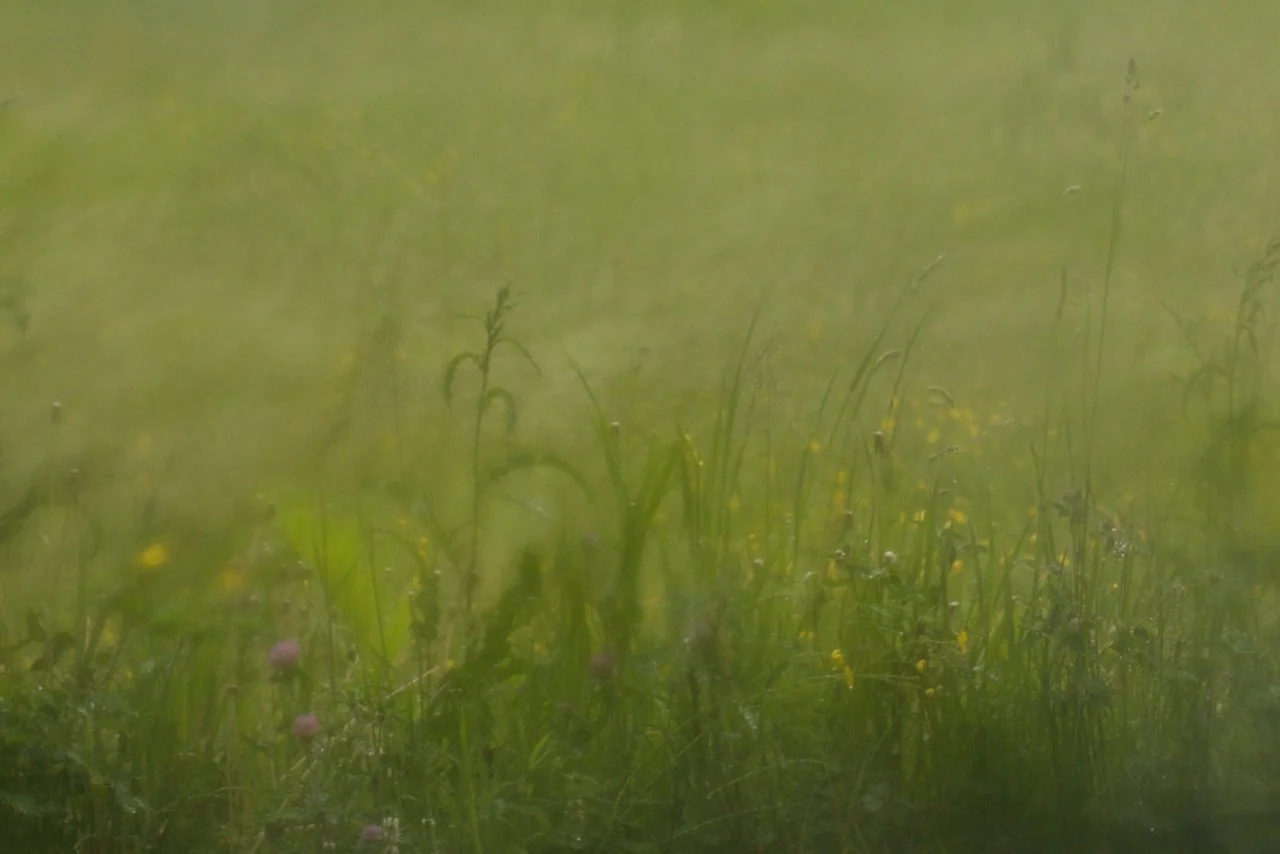 Grace of Grass