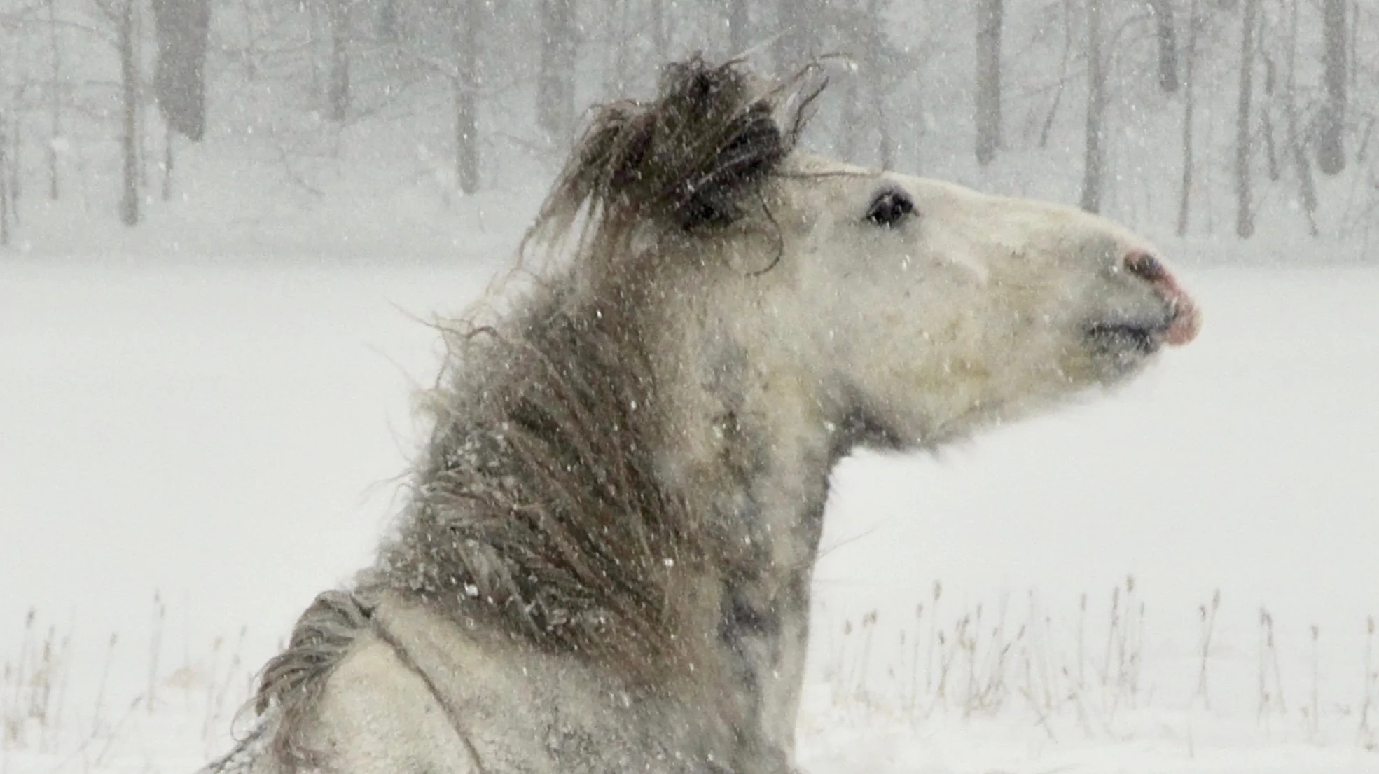 Blizzard Horse 2
