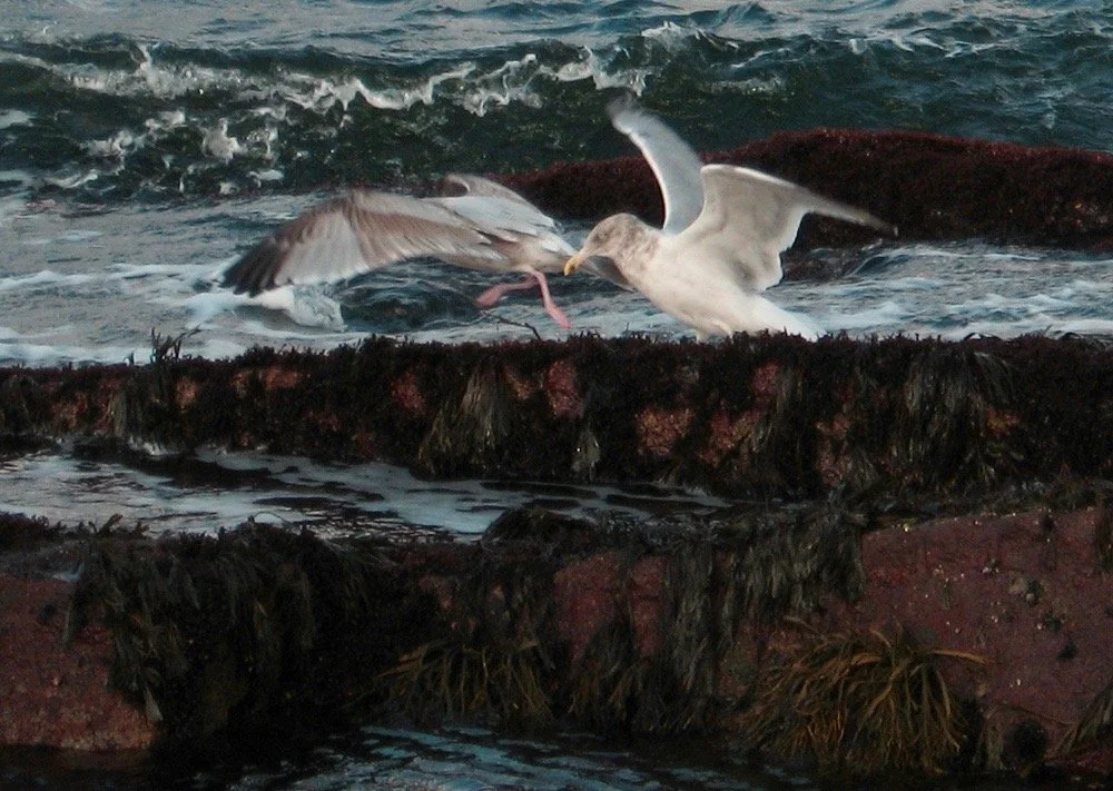 Hughes_TwoGulls (1).jpg