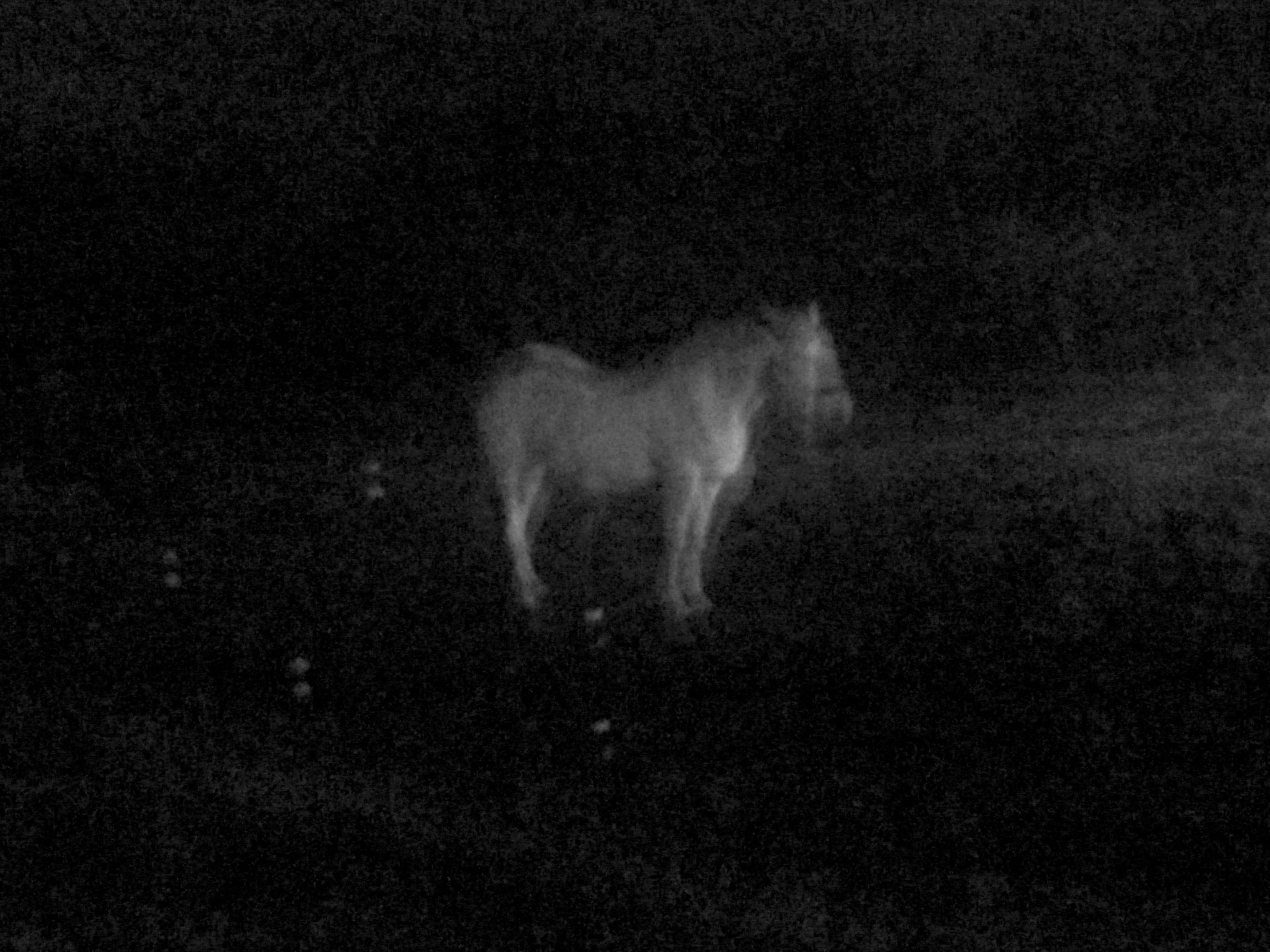 night horses3.jpg