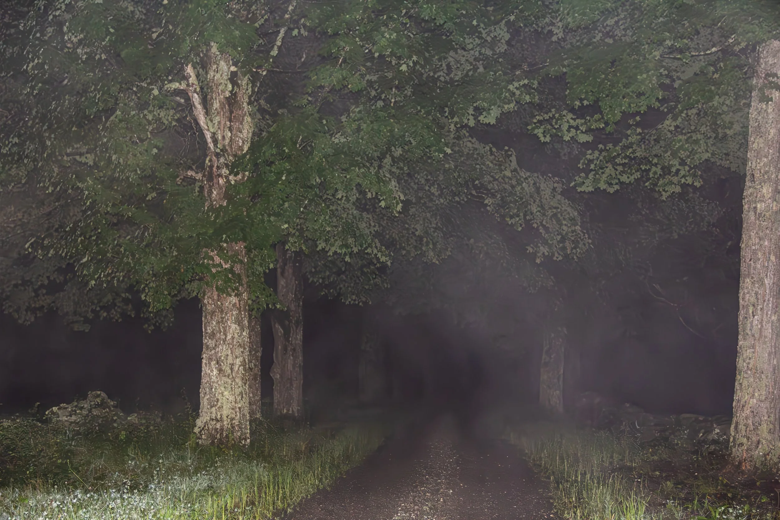 fog tree road 1.jpg