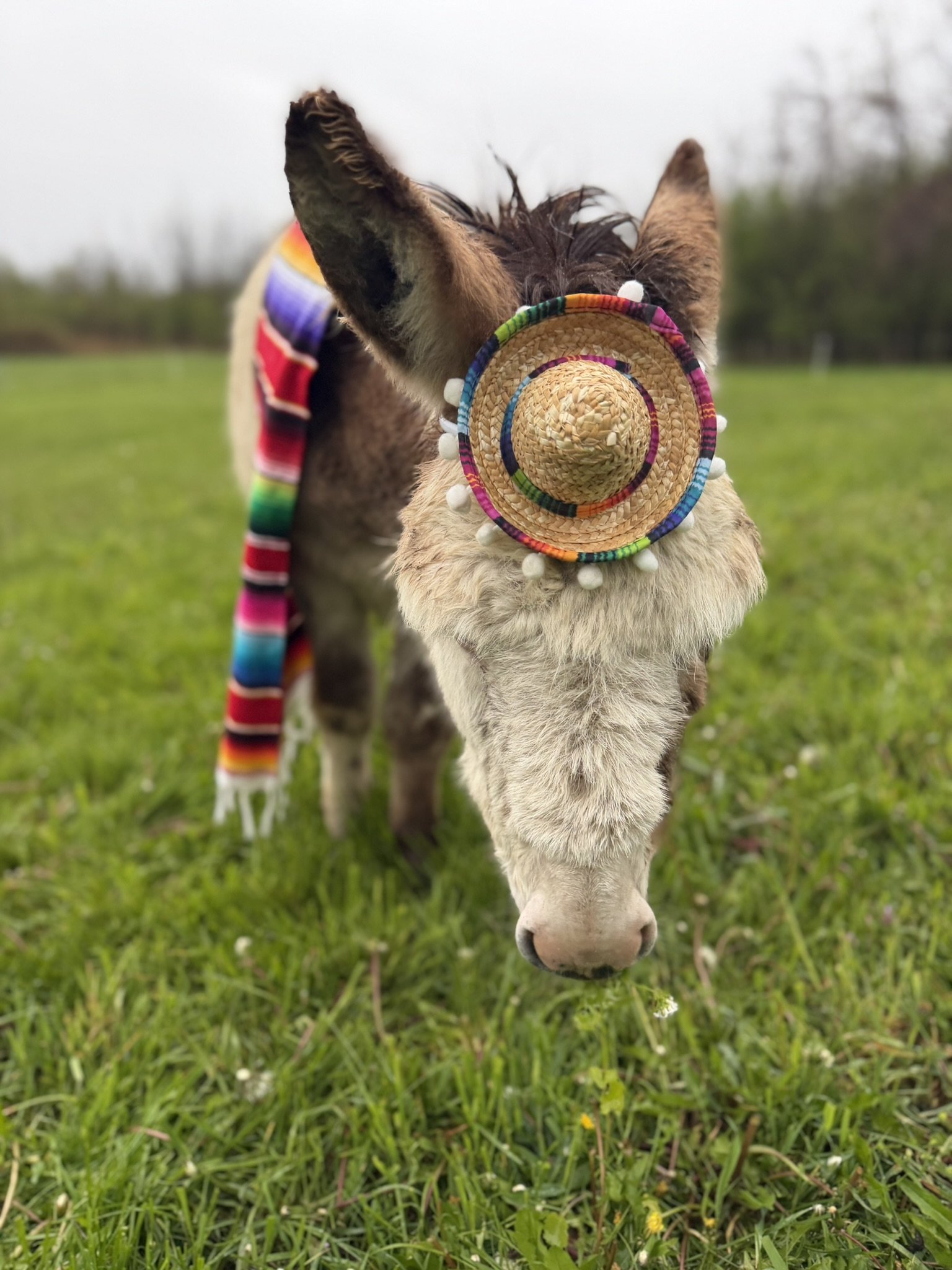 Tito's Cico De Mayo