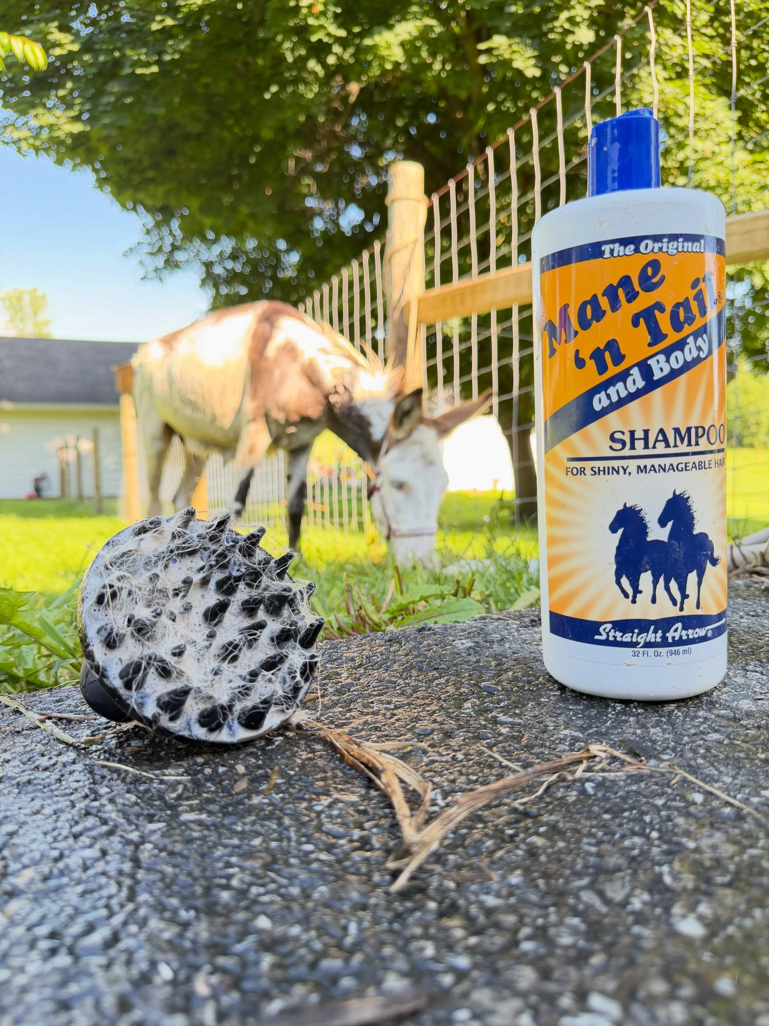 #donkey #beerburro #maneandtail #rochesterny #bathtime