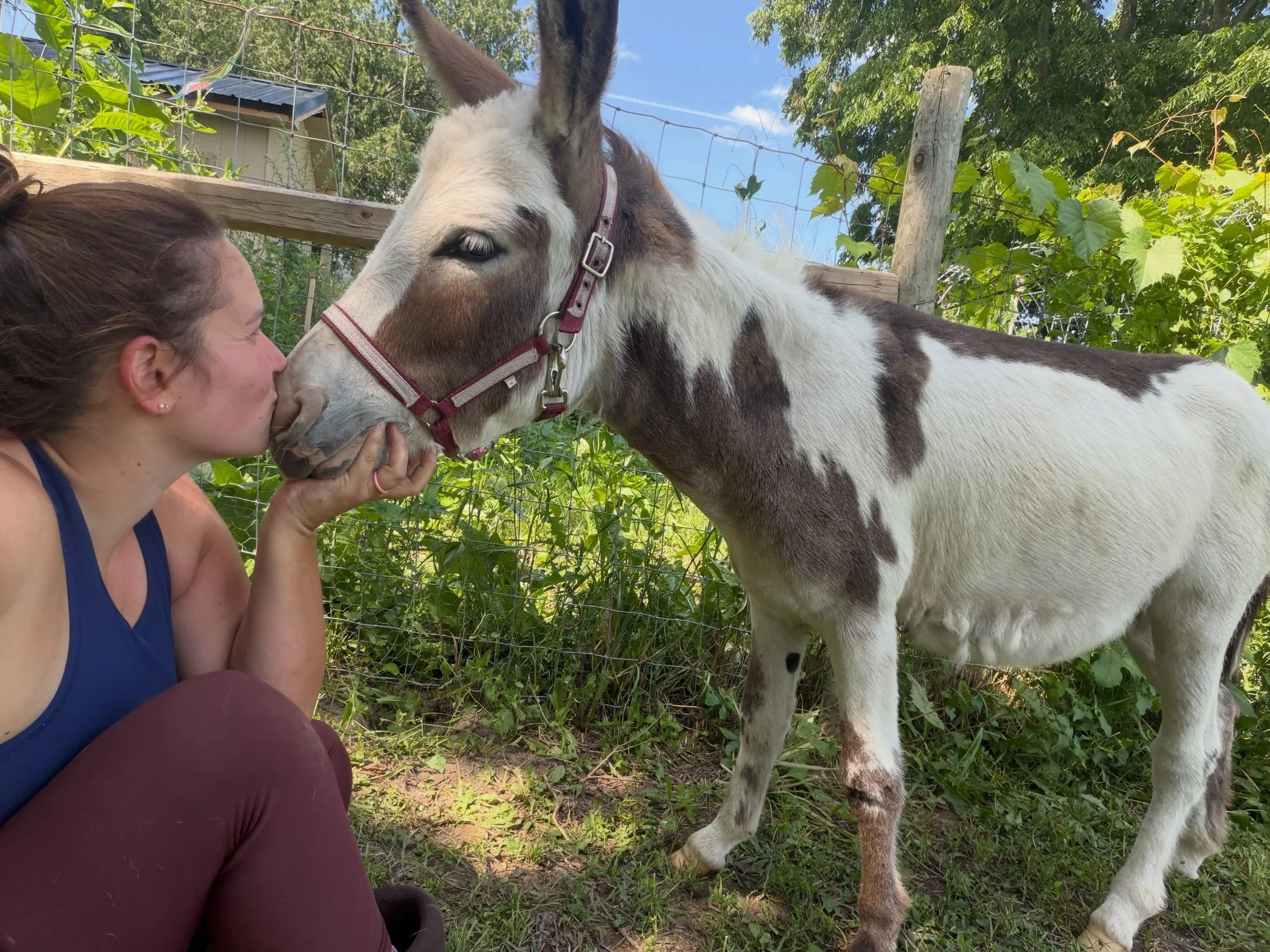 Feeling the love with Tito Burrito today &hearts;️ #donkey #summertime #smallfarm