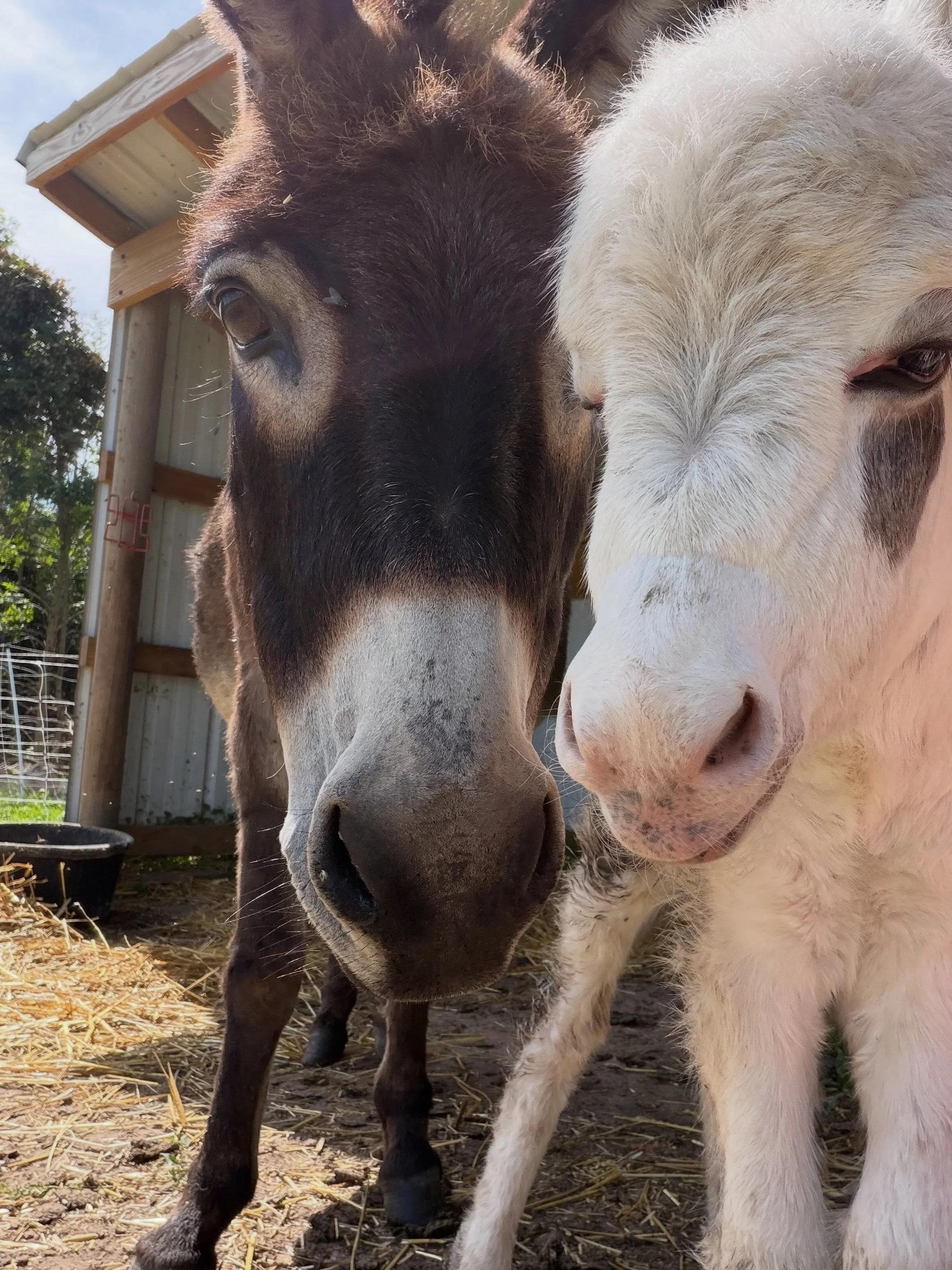 #babydonkey #donkey #smallfarm #beerburro #newborn