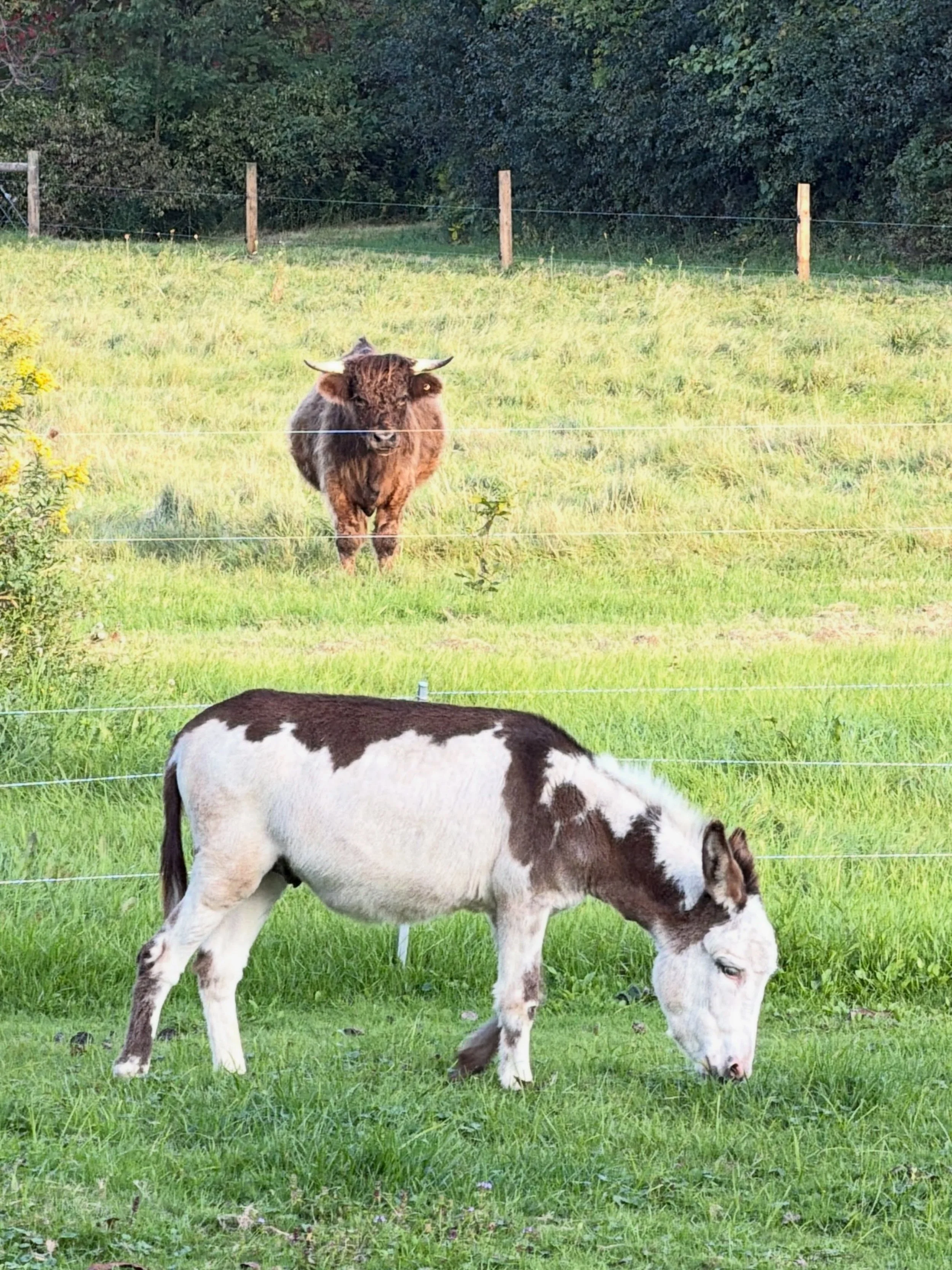 #donkey #smallfarm #pasturelife #scottishhighlandcattle #fyp