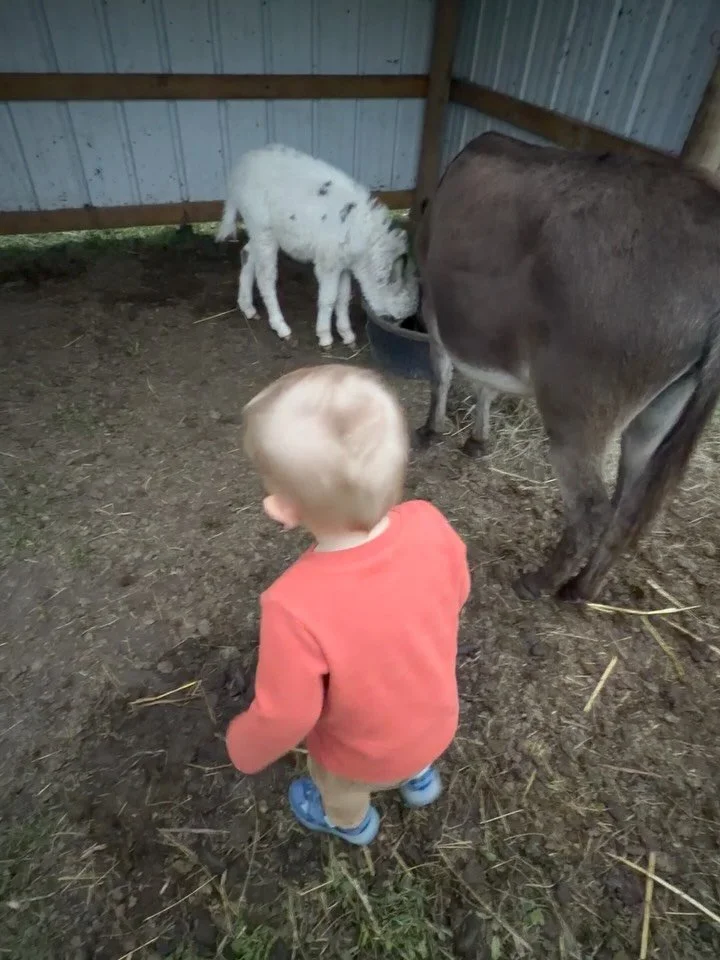 Pimento is a fan favorite for all ages 🔈🔈 #donkey #babydonkey #kidsandpets #pimento #fyp