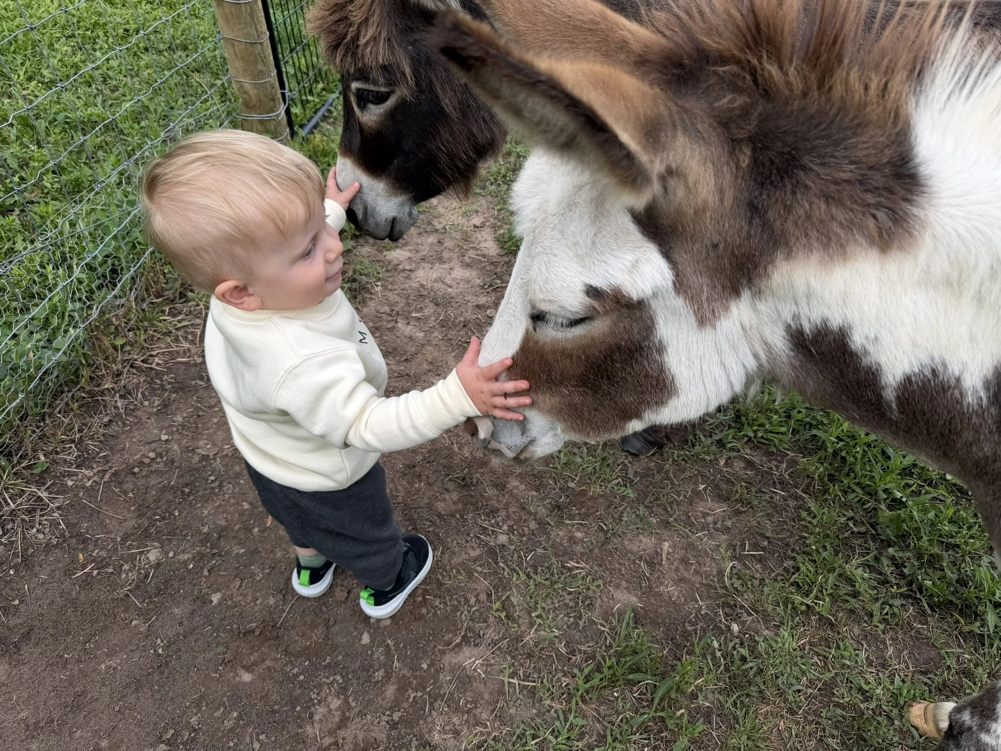 The Dapper Donkeys youngest handler