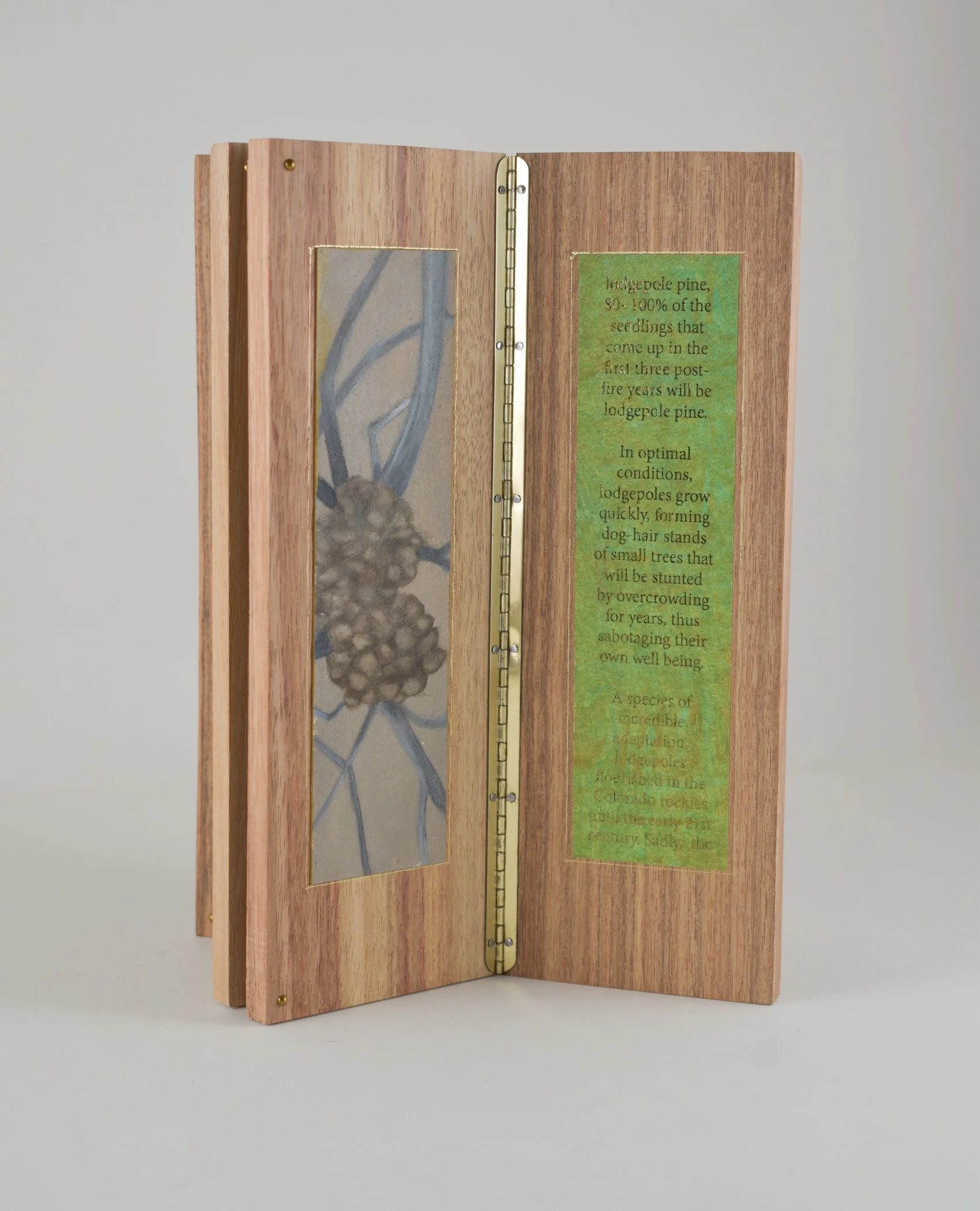 lodgepole-pine-3.jpg