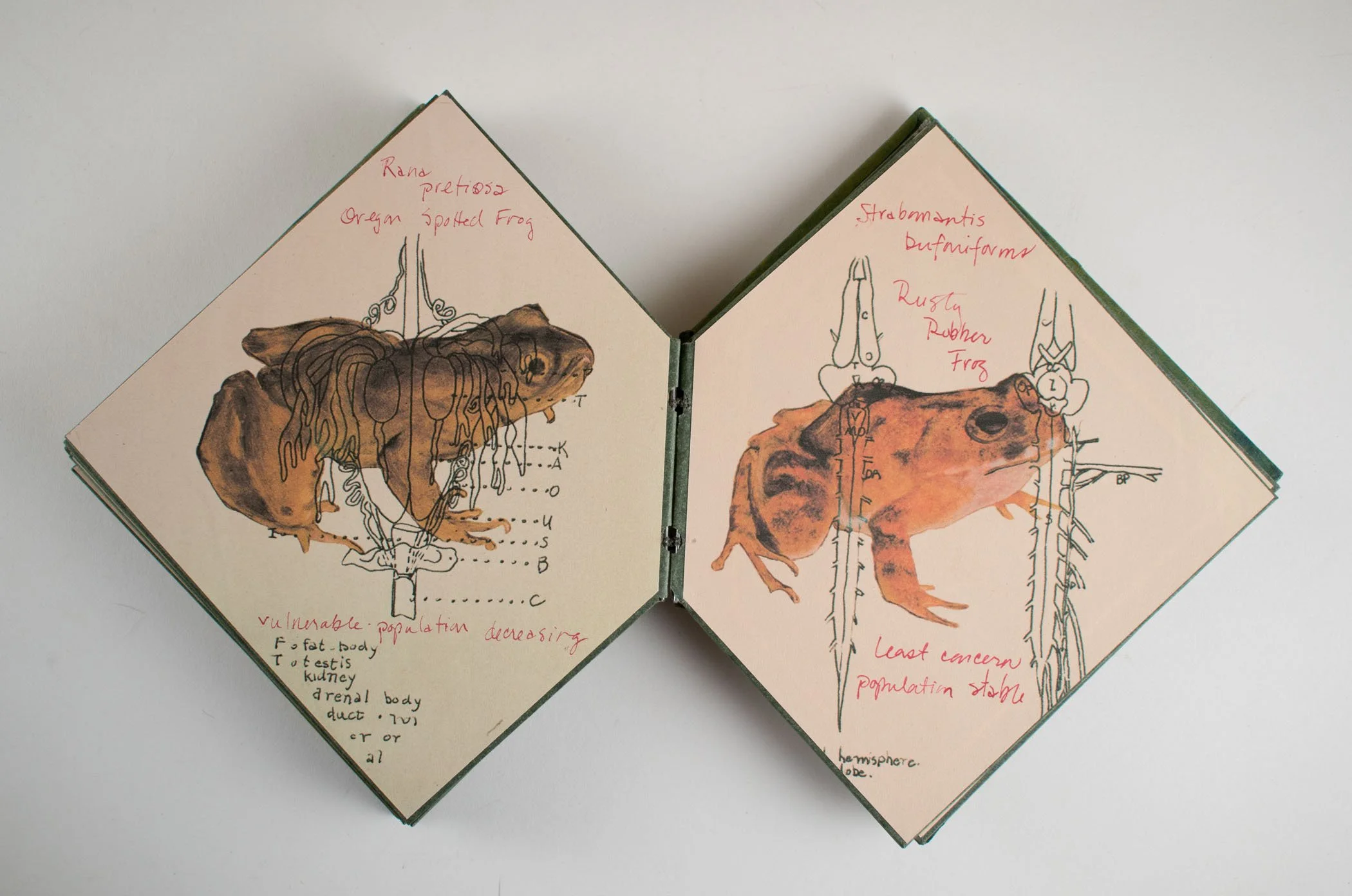 Bailey-Evanesco-5.jpg